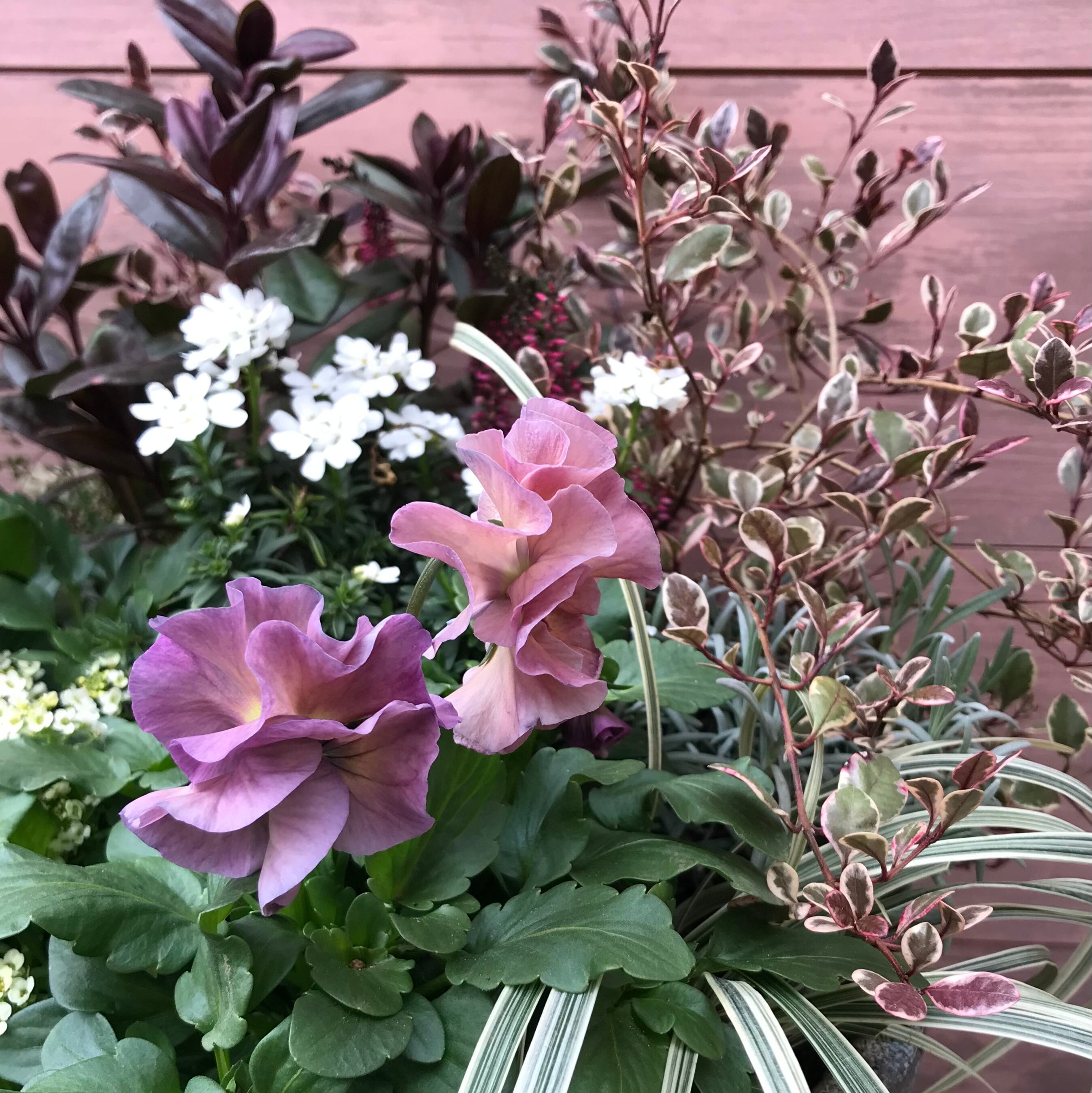 寄せ植え シエルブリエ | Merak - メラク 寄せ植え ガーデニング
