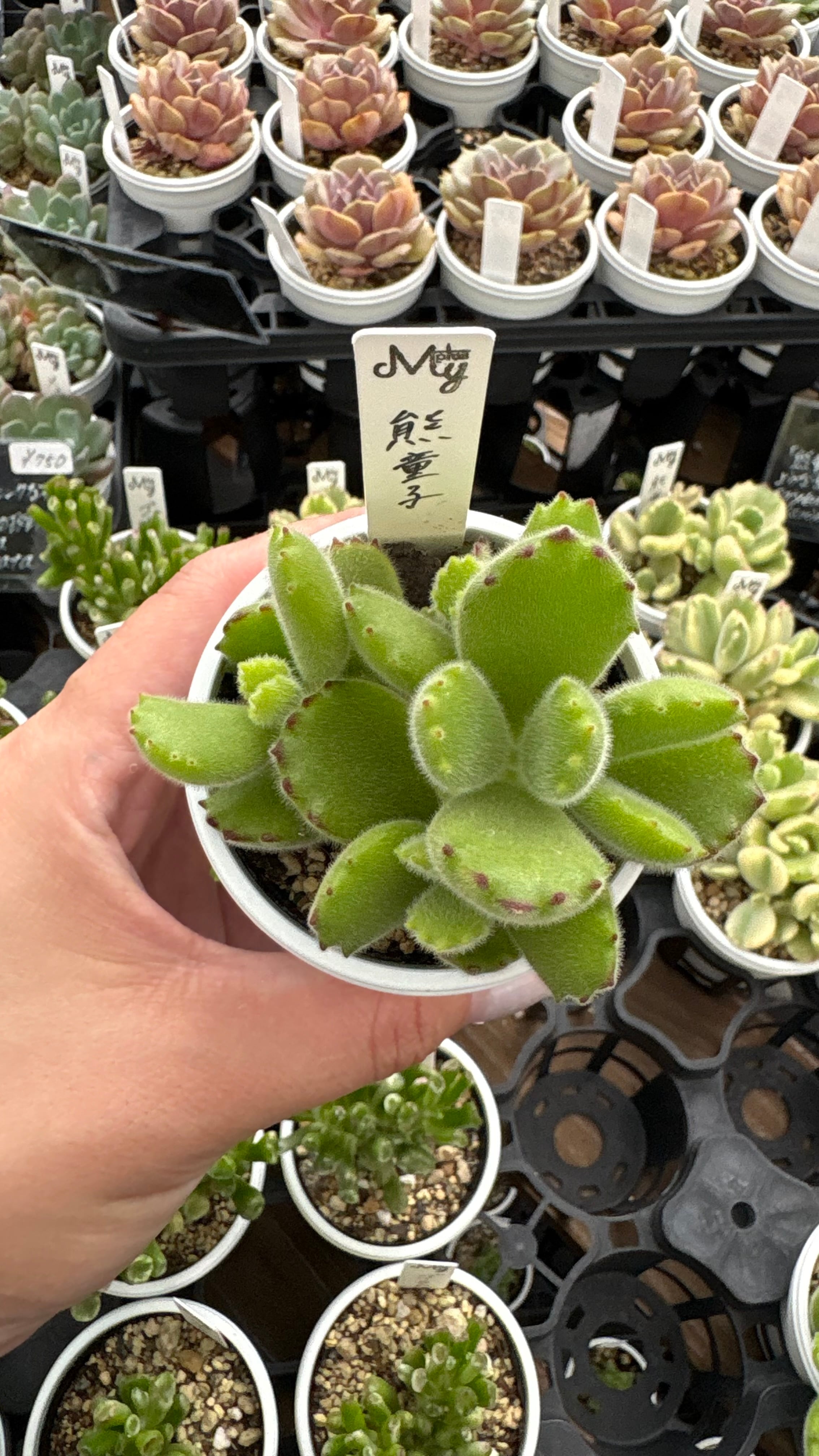 天狗の舞 多肉植物 クラッスラ 安心の生産ポットそのまま販売（8個