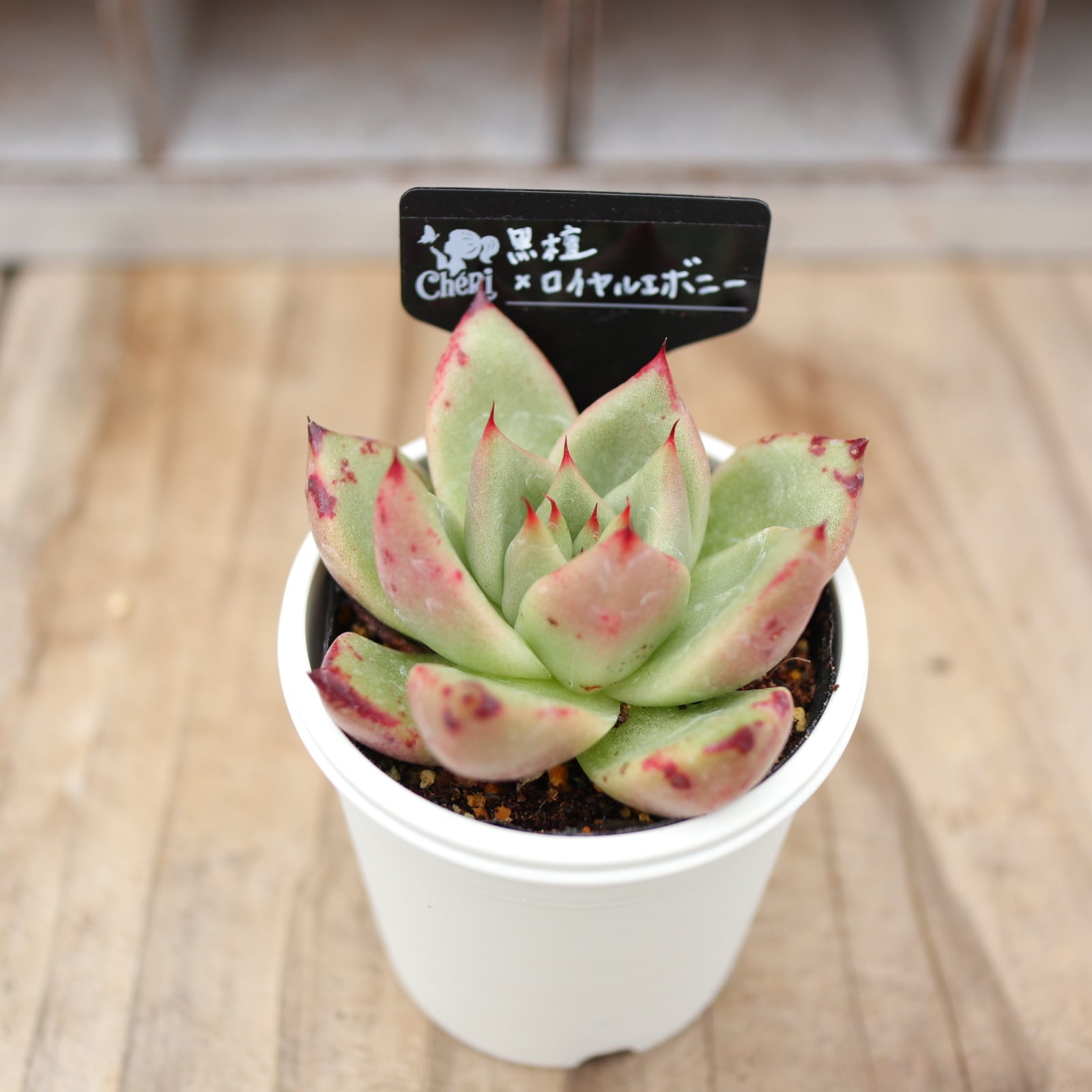 多肉植物 シャネル アエオニウム 美苗 #1 | PAY ID