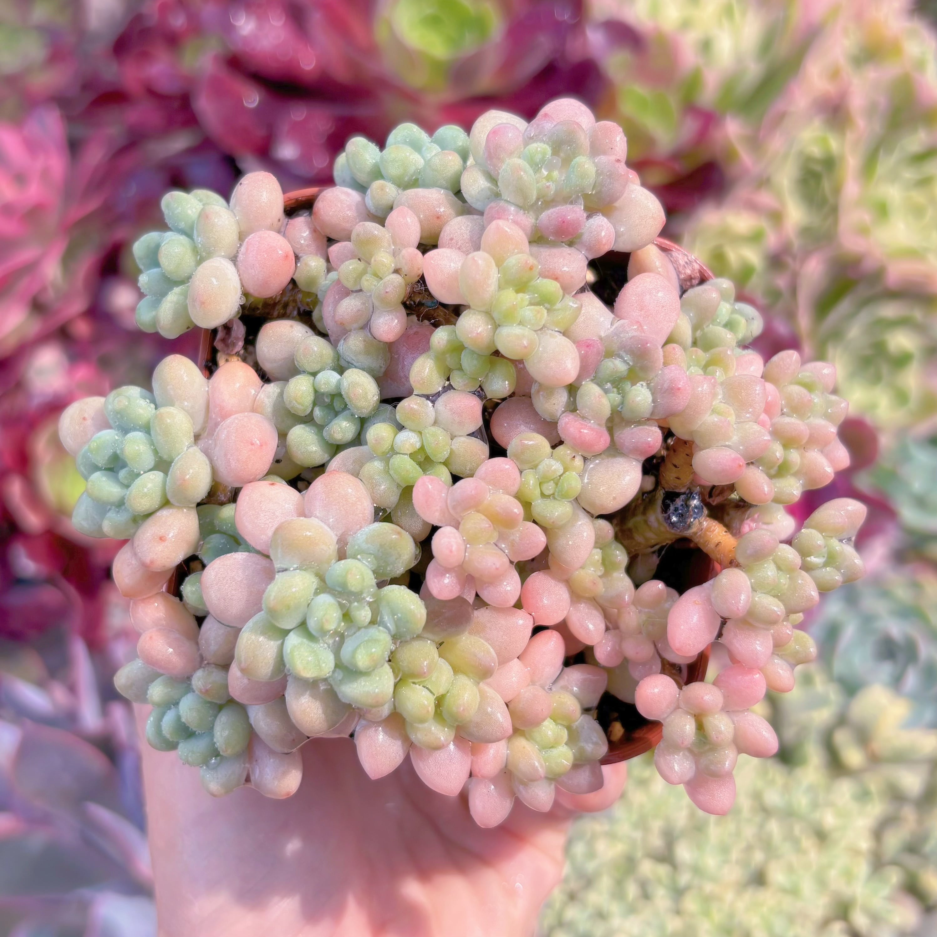 現品　ストロベリーミルク#F062　るる農園