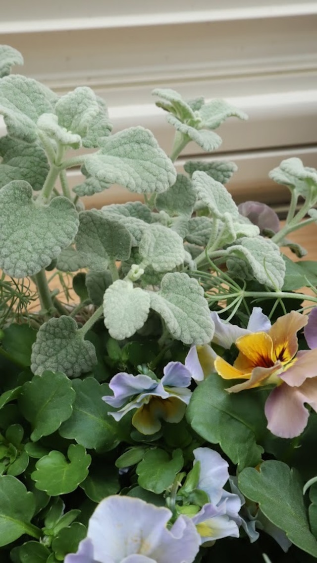 tef*tef*さんオリジナルビオラ　『スモキーヴェール』の寄せ植え