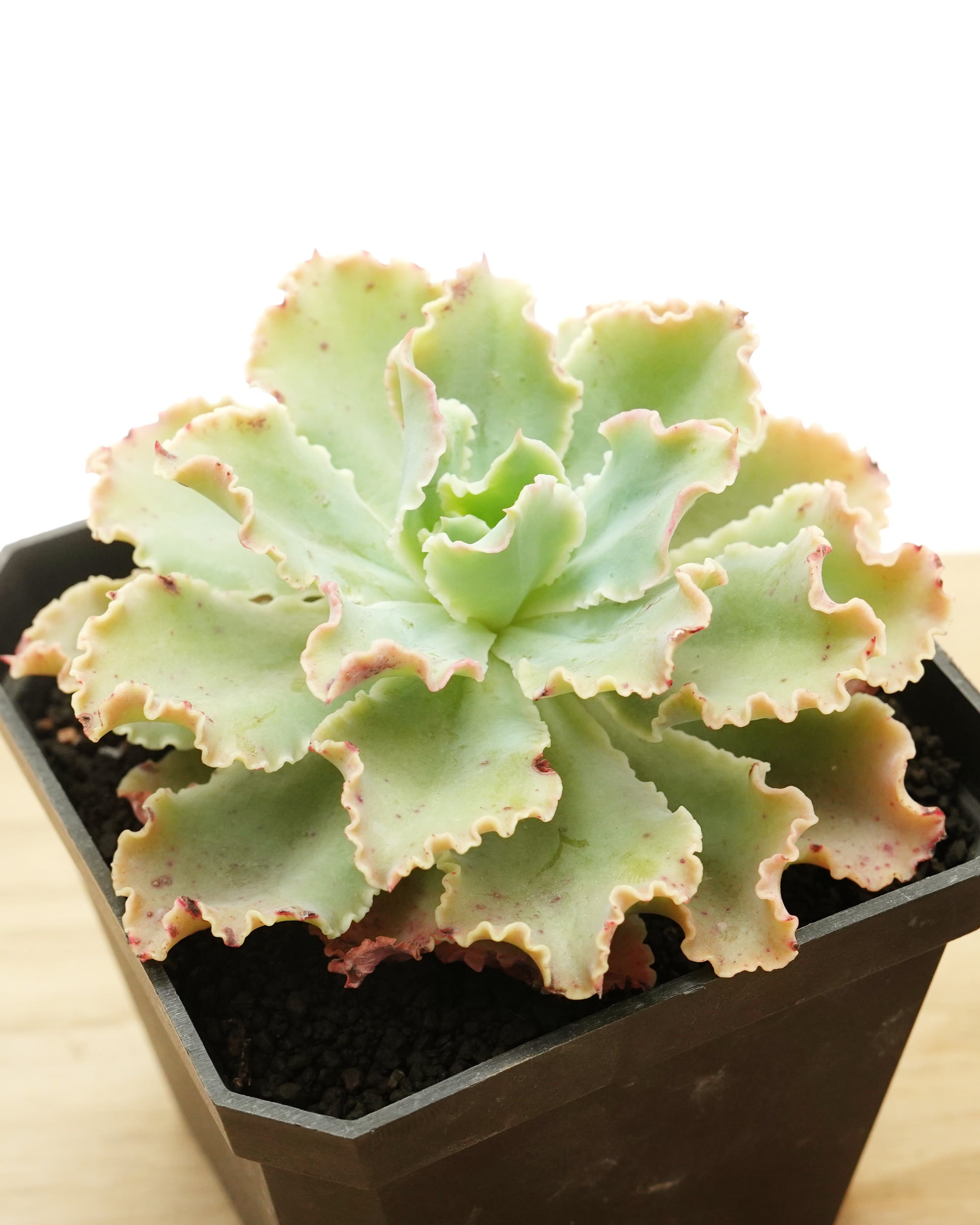 水耕管理苗 ブルーフォックス Echeveria 'Blue Fox' | PUKUBOOK SUCCULENTS