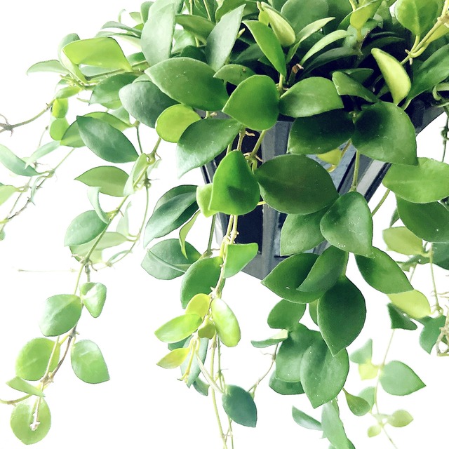 【再入荷】ホヤ ヘウスケリアナピンク 希少 観葉植物【calm cafe × GreenBell】