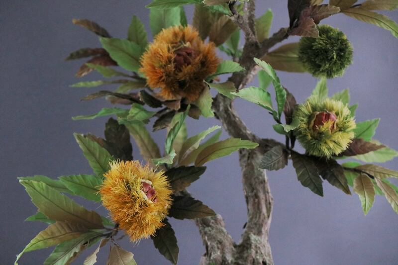 山栗（ヤマグリ）盆栽 SS004 盆栽 栗 Chestnut Bonsai #104 | Oh! BONSAI