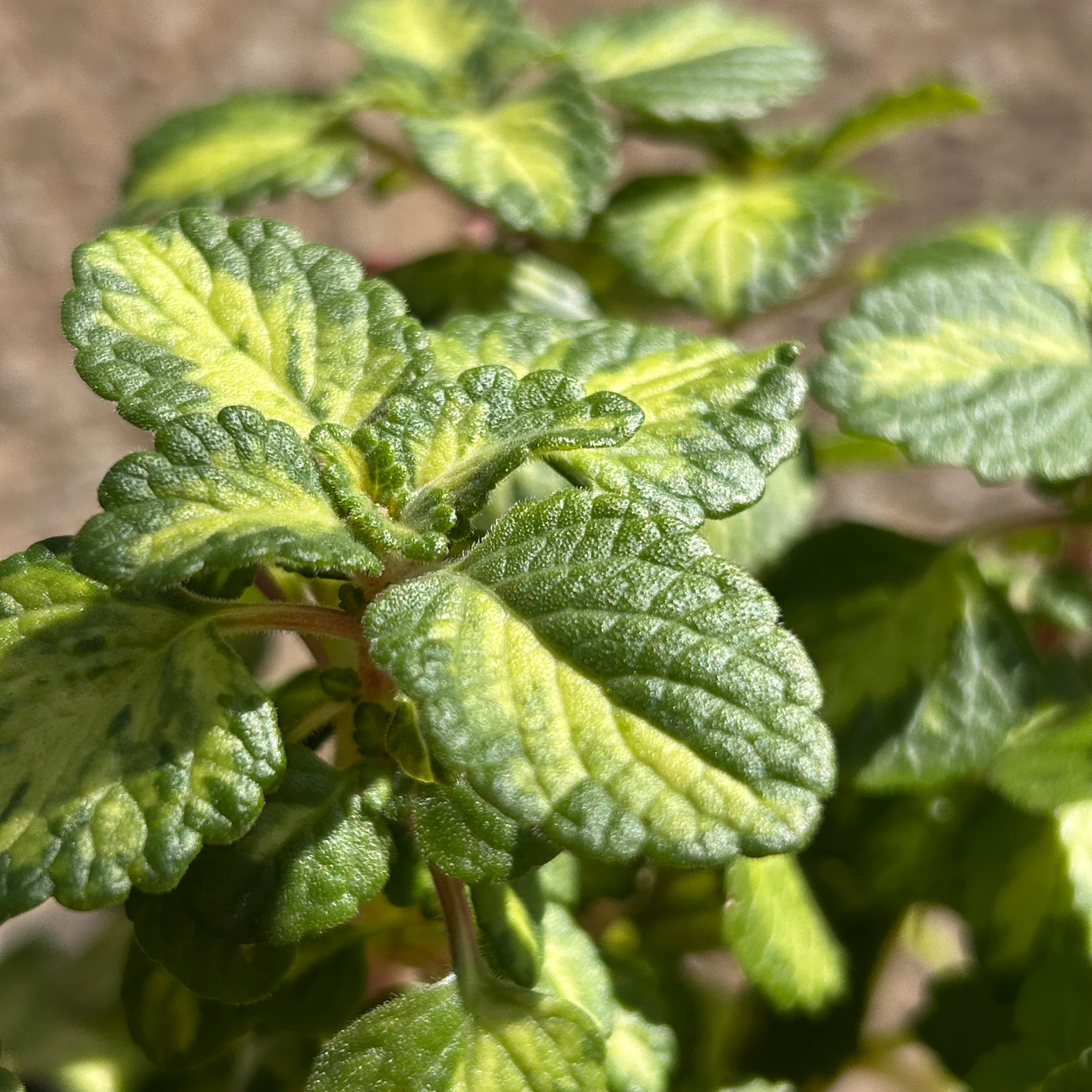 木立ブレビフォリウム | RuPo 多肉植物専門店