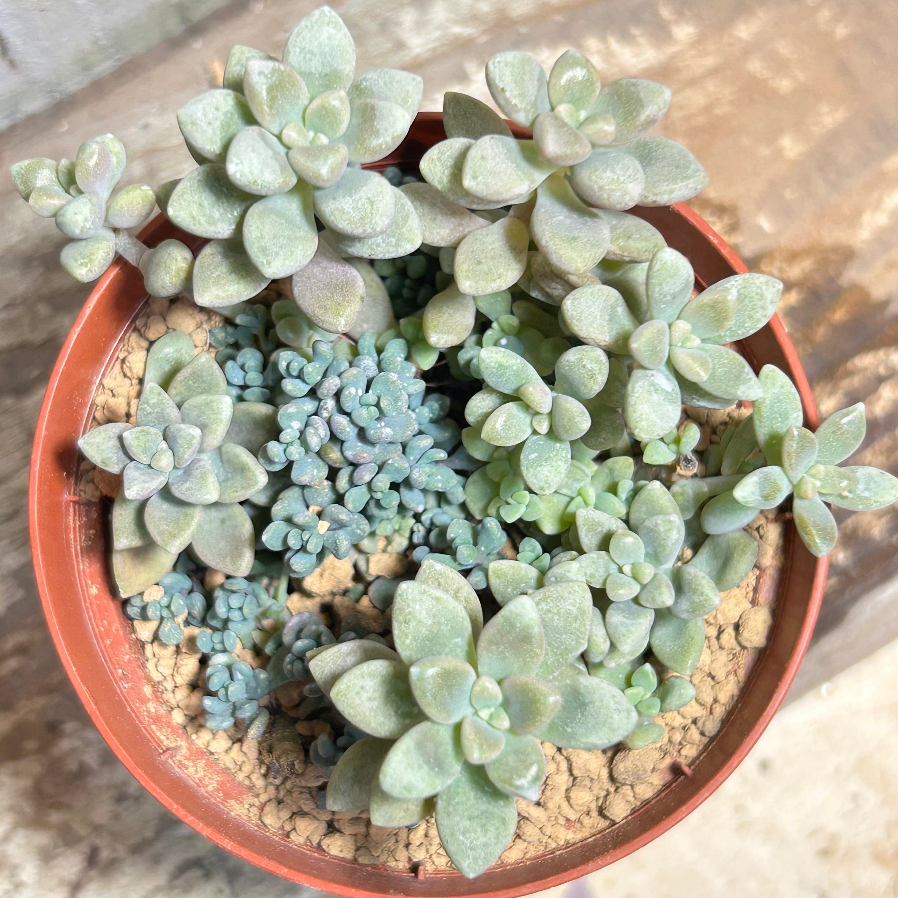 多肉植物 | RuPo 多肉植物専門店