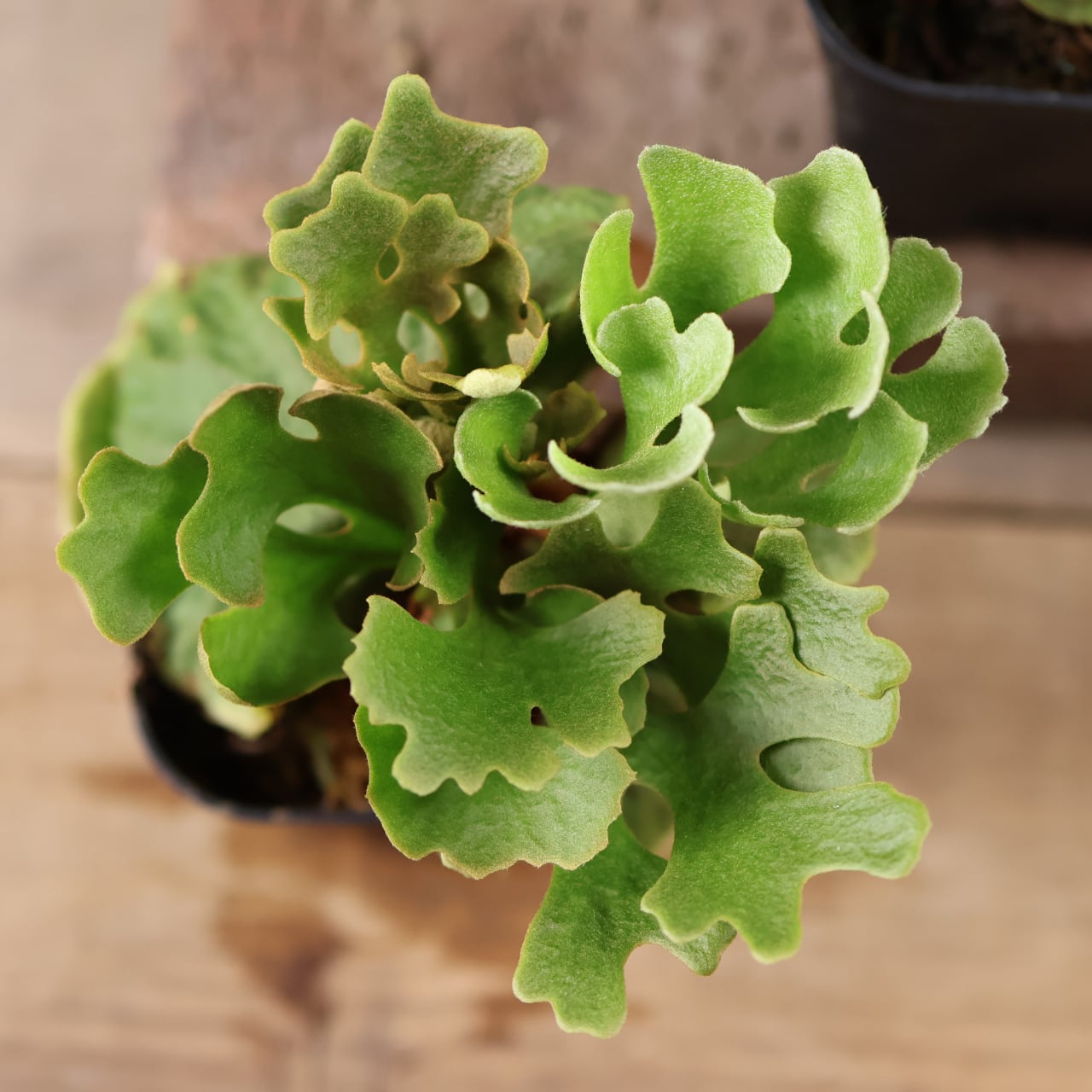 601『ビカクシダ リドレイ P.rideyi dwarf silvery sporeling』観葉