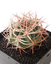 一部発根済カット苗 アンバトエンセ （フェロシオール） L Gymnocalycium ambatoense