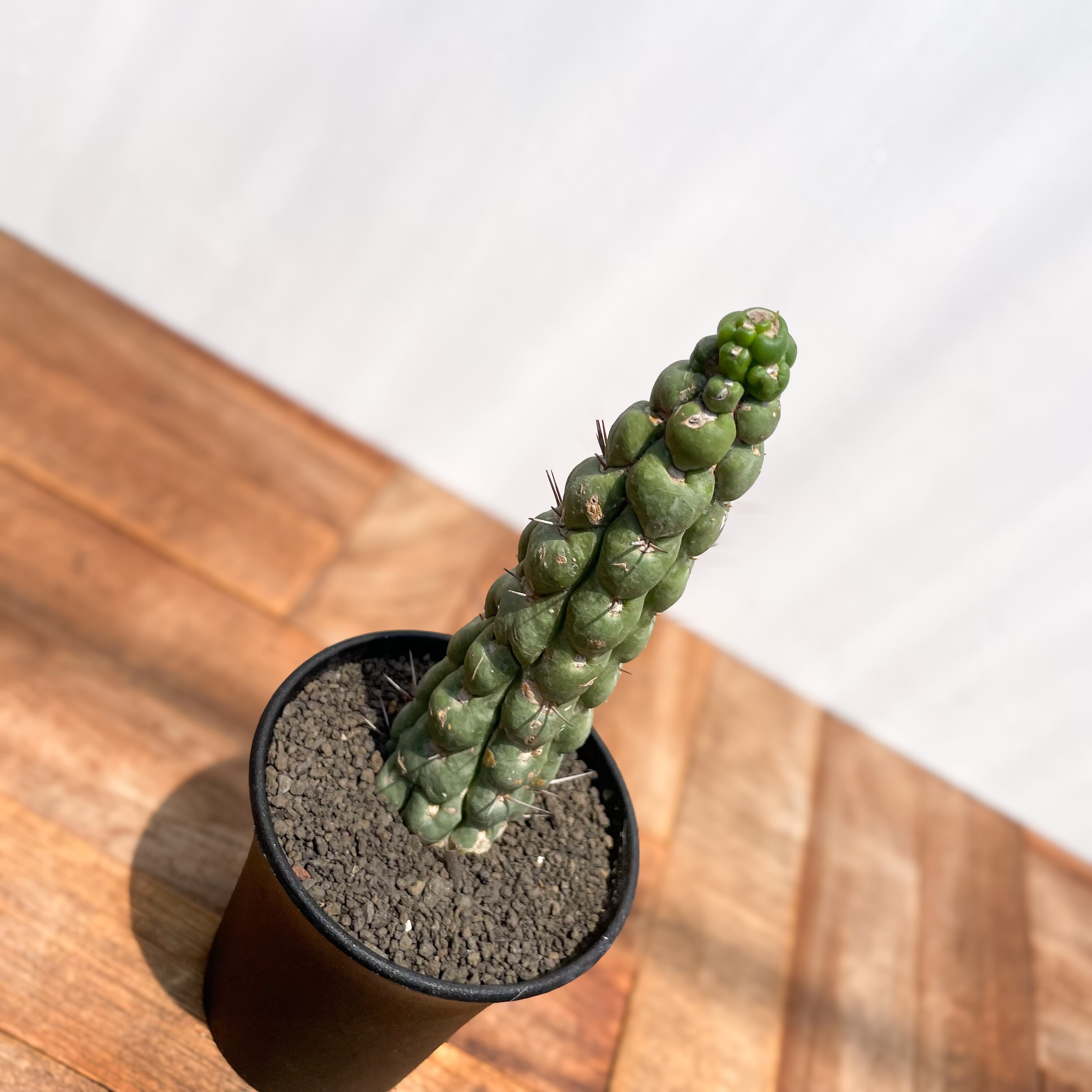 Eulychnia castanea f. spiralis 【ユーリキニア・カスタネア