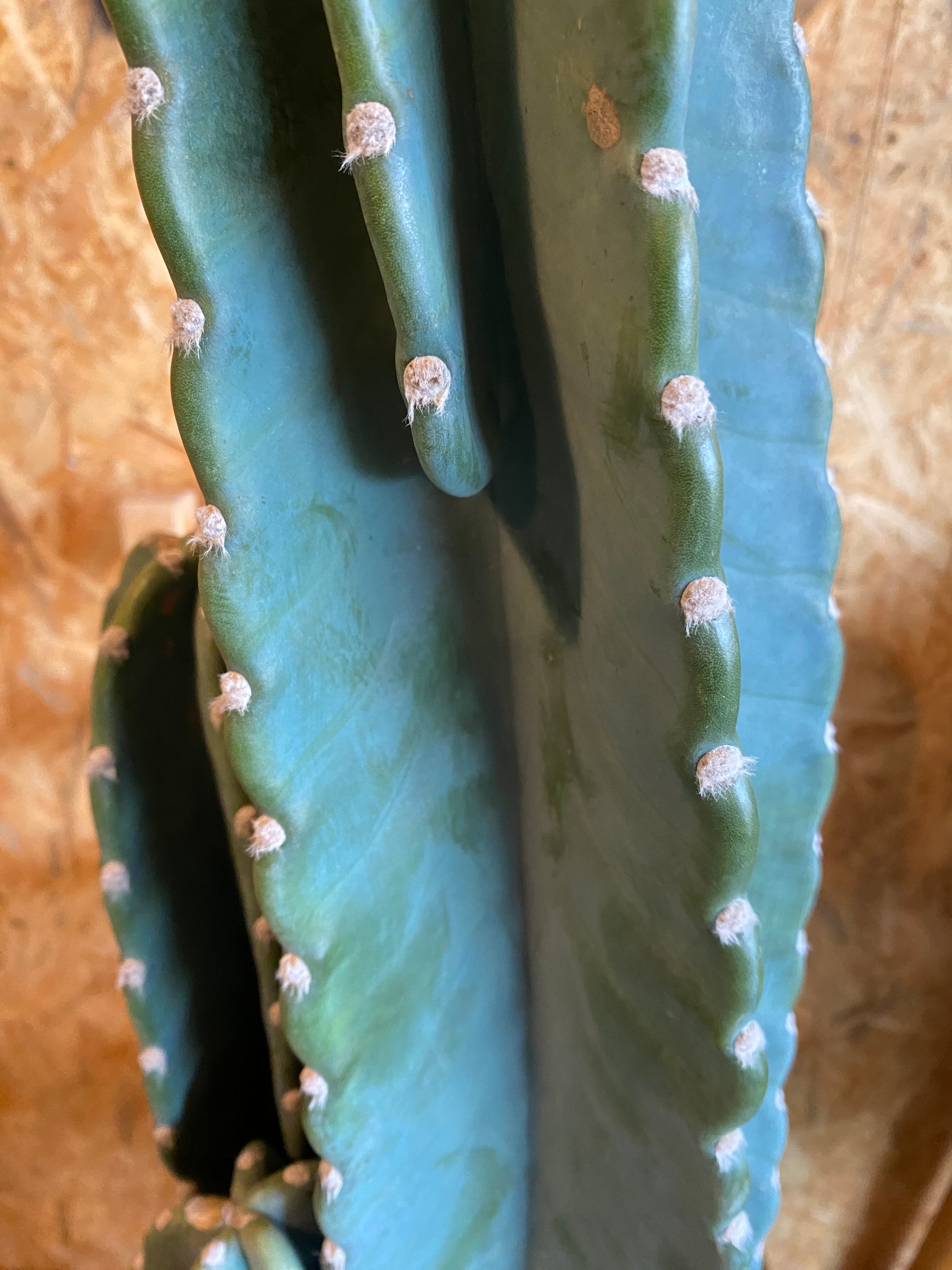 柱サボテン H70cm W15cm 口径15cm | Garden Varejo