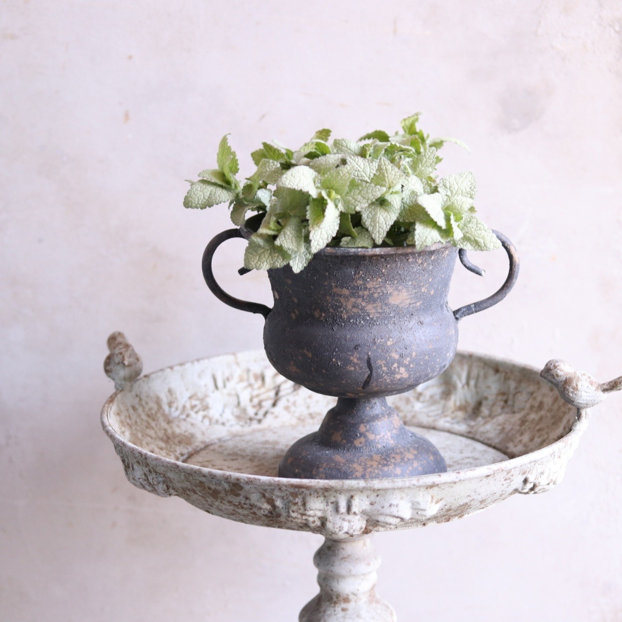 mondimanche カラーリーフ　ラミウム|宿根草　シルバーリーフ　寄せ植えに植え込むと足元がセンスアップ