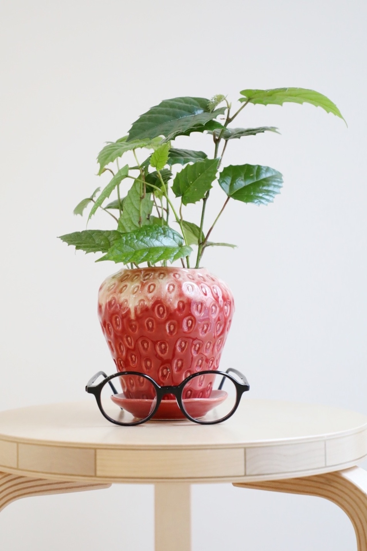 【S】カンガルーアイビー/Cissus antarctica