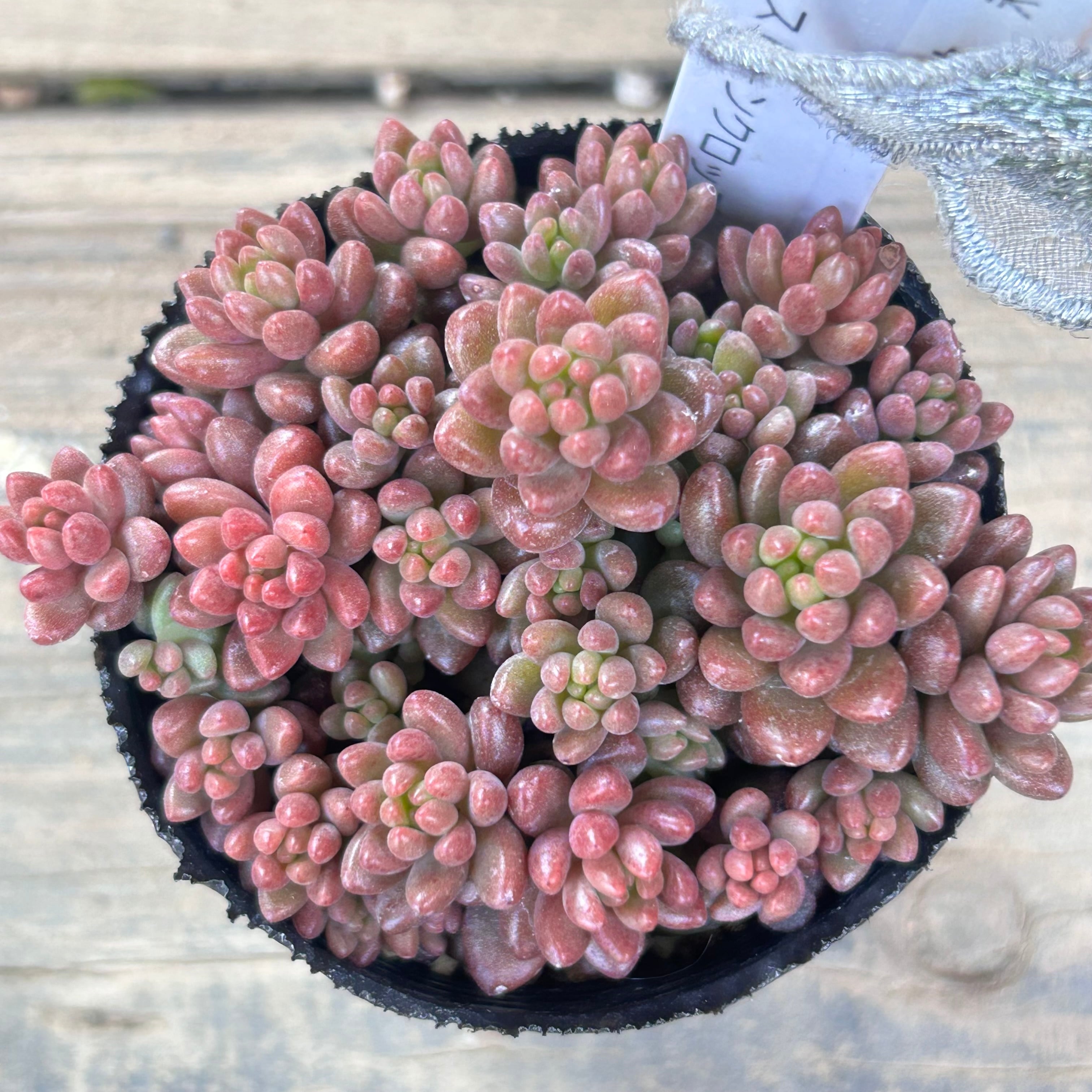 ホワイトストーンクロップ(紅葉) | RuPo 多肉植物専門店