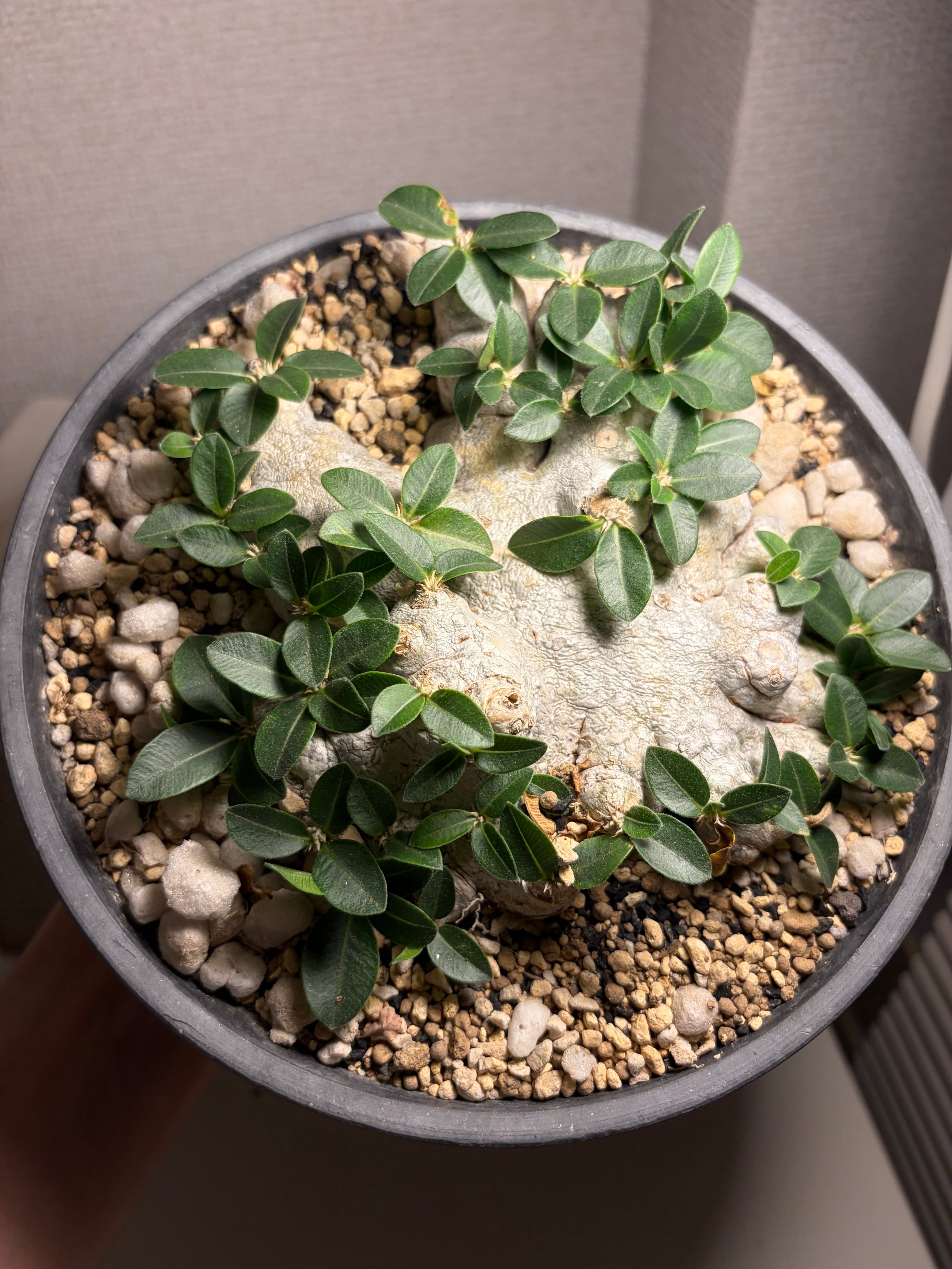 5mm目玉模様の特徴的なカメノコハムシ 昆虫標本 タマムシカミキリ