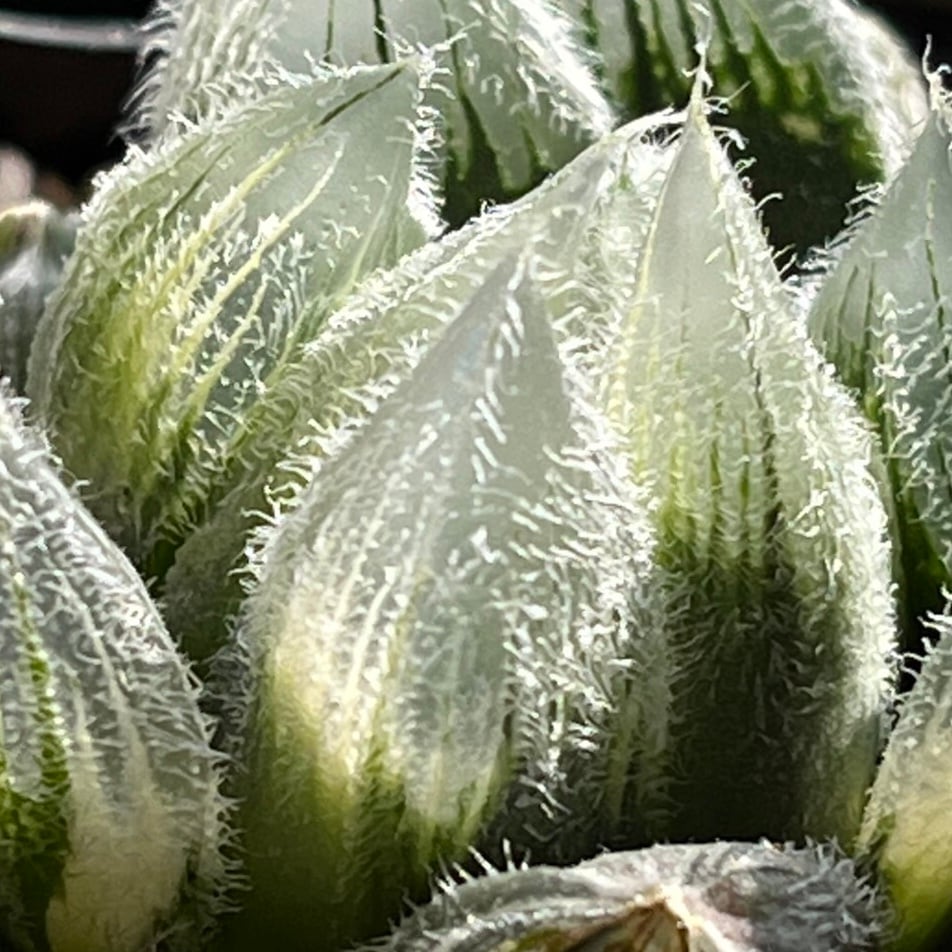 ハオルチア 九尾狐錦 | mocono_plants