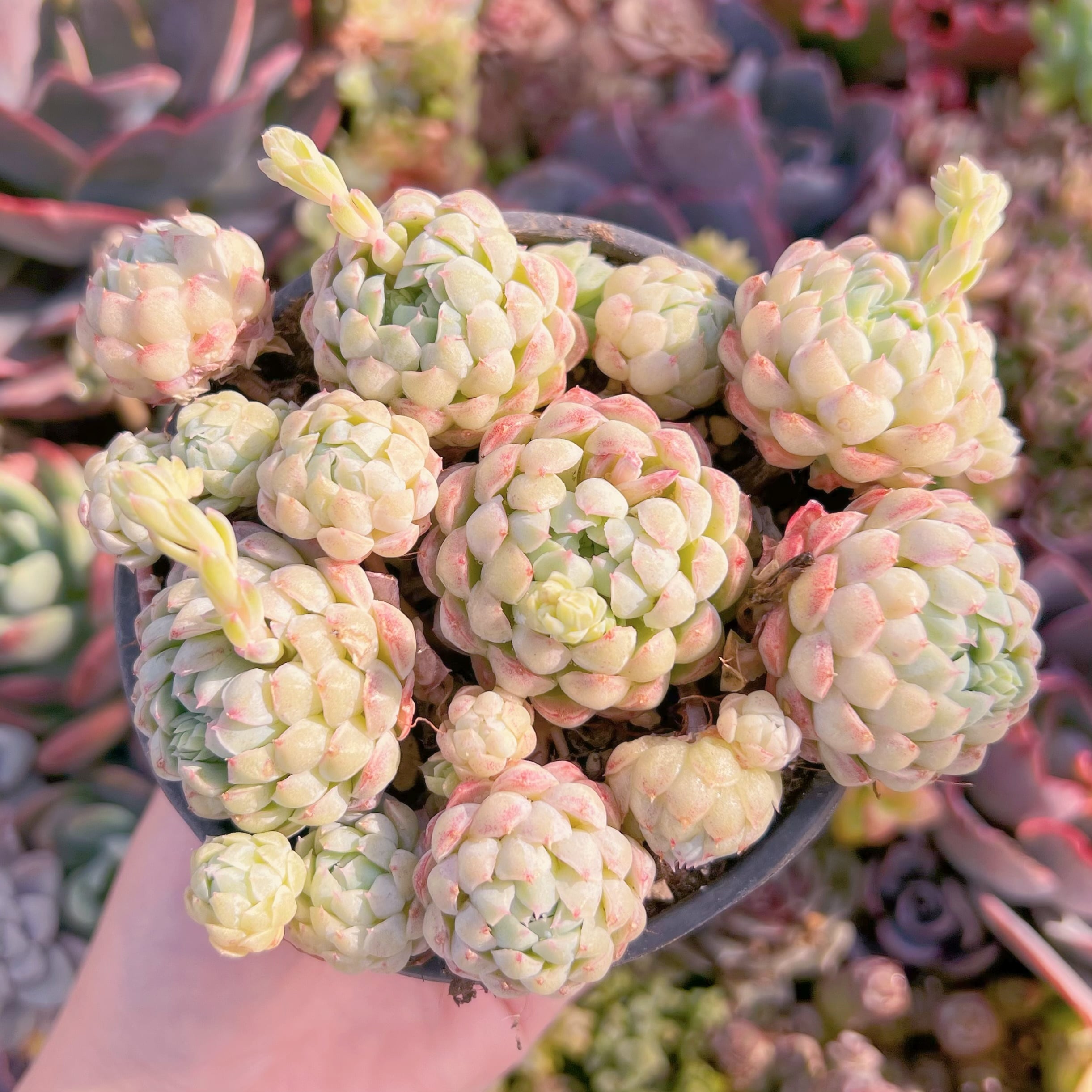 現品　ハチミツボール#M107　大群生　新入荷　るる農園