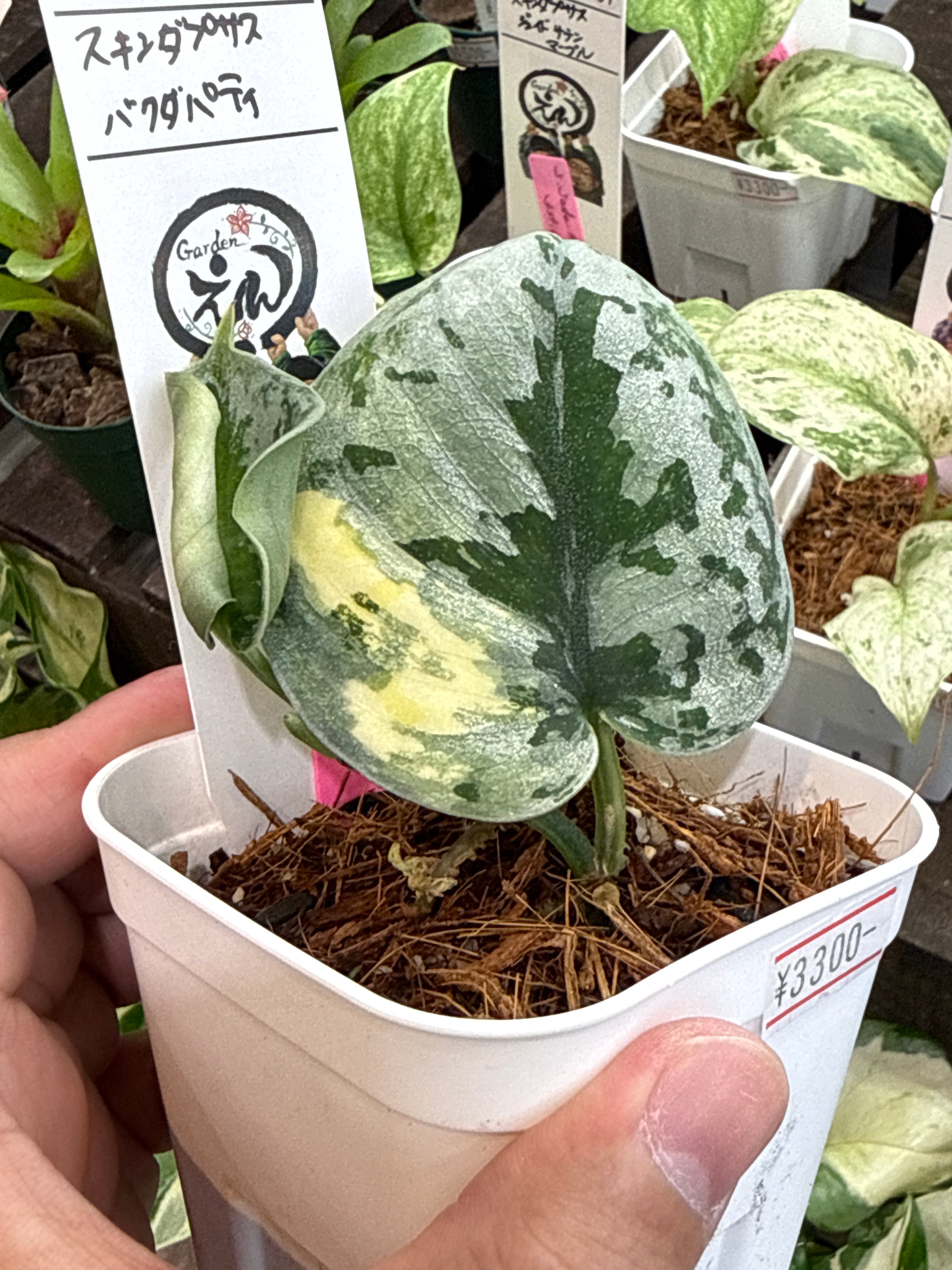 52.. スキンダプサス バクダパティ | Gardenえん 【観葉熱帯植物】