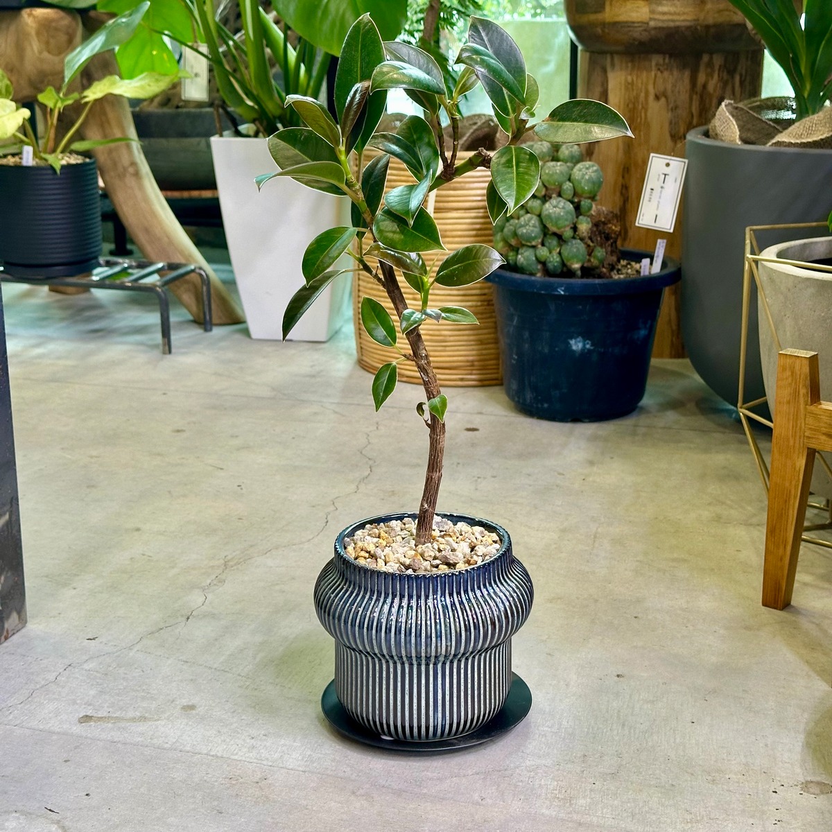 フィカス・エラスティカ | barrelplants_BONSAI