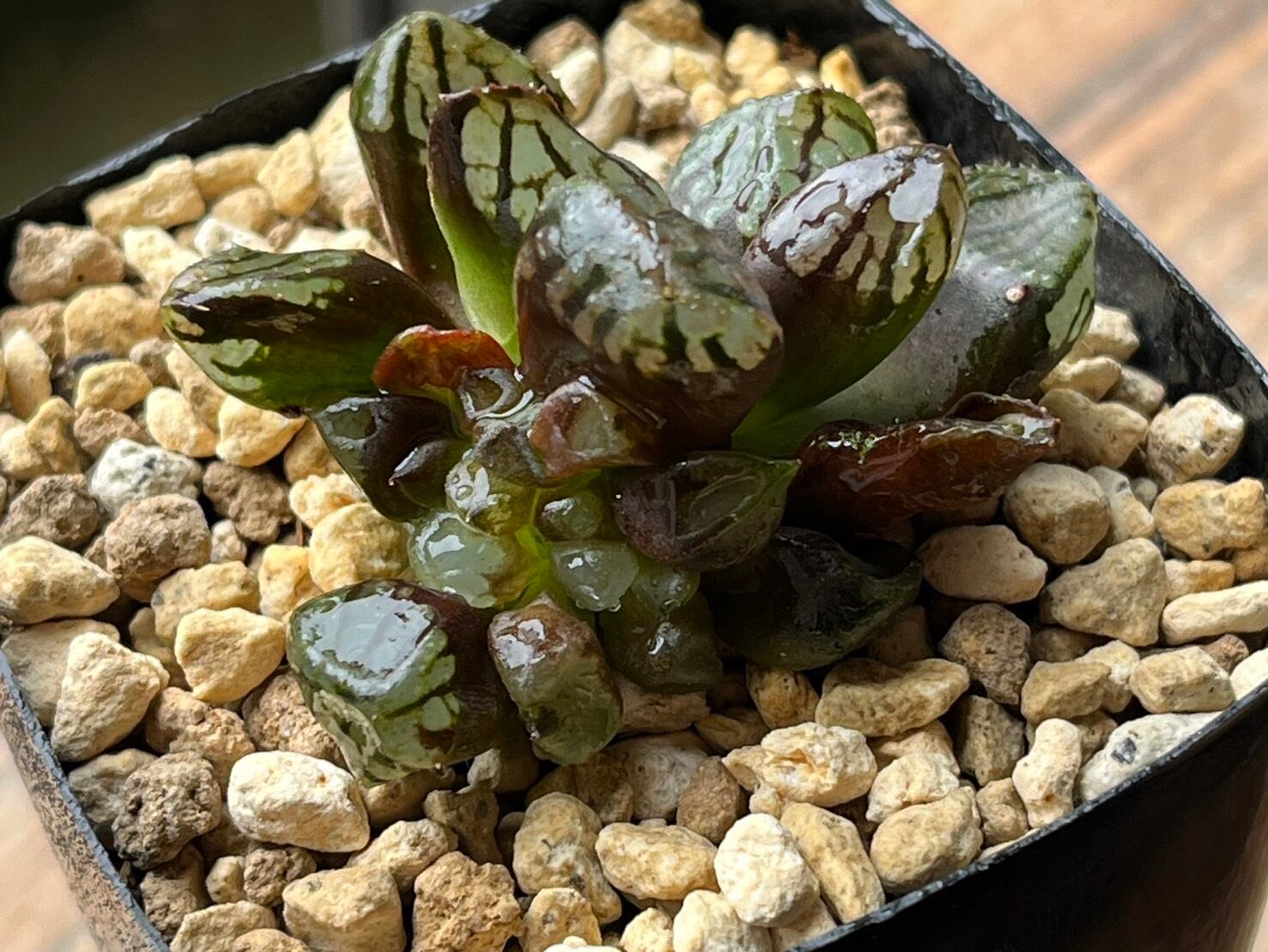 ○Fareal○ P106 ハオルチア 氷皇 紅葉コンプトミュータント 観葉植物 