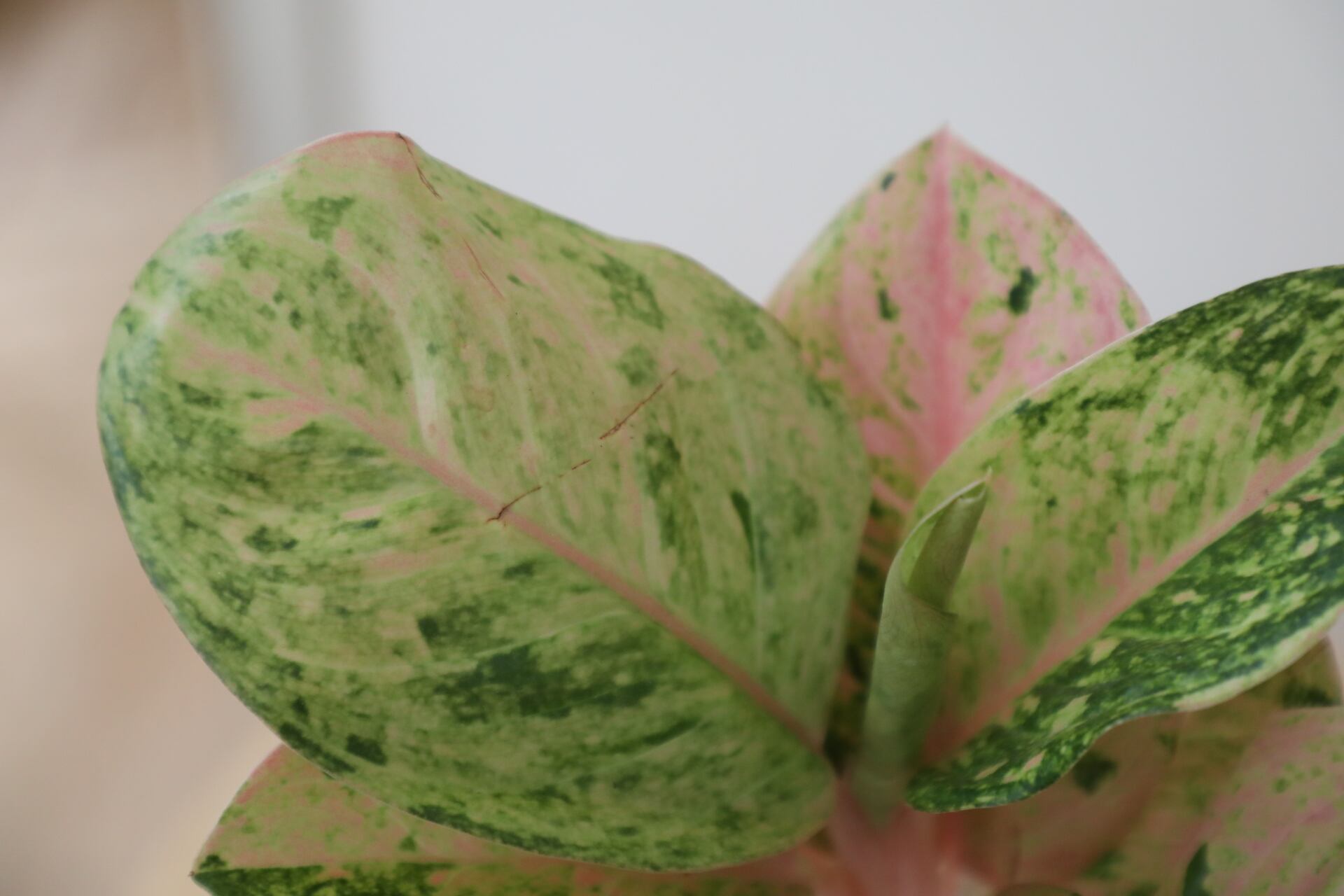 M】アグラオネマ ピンクイメリタス/Aglaonema | 【厳選植物・器