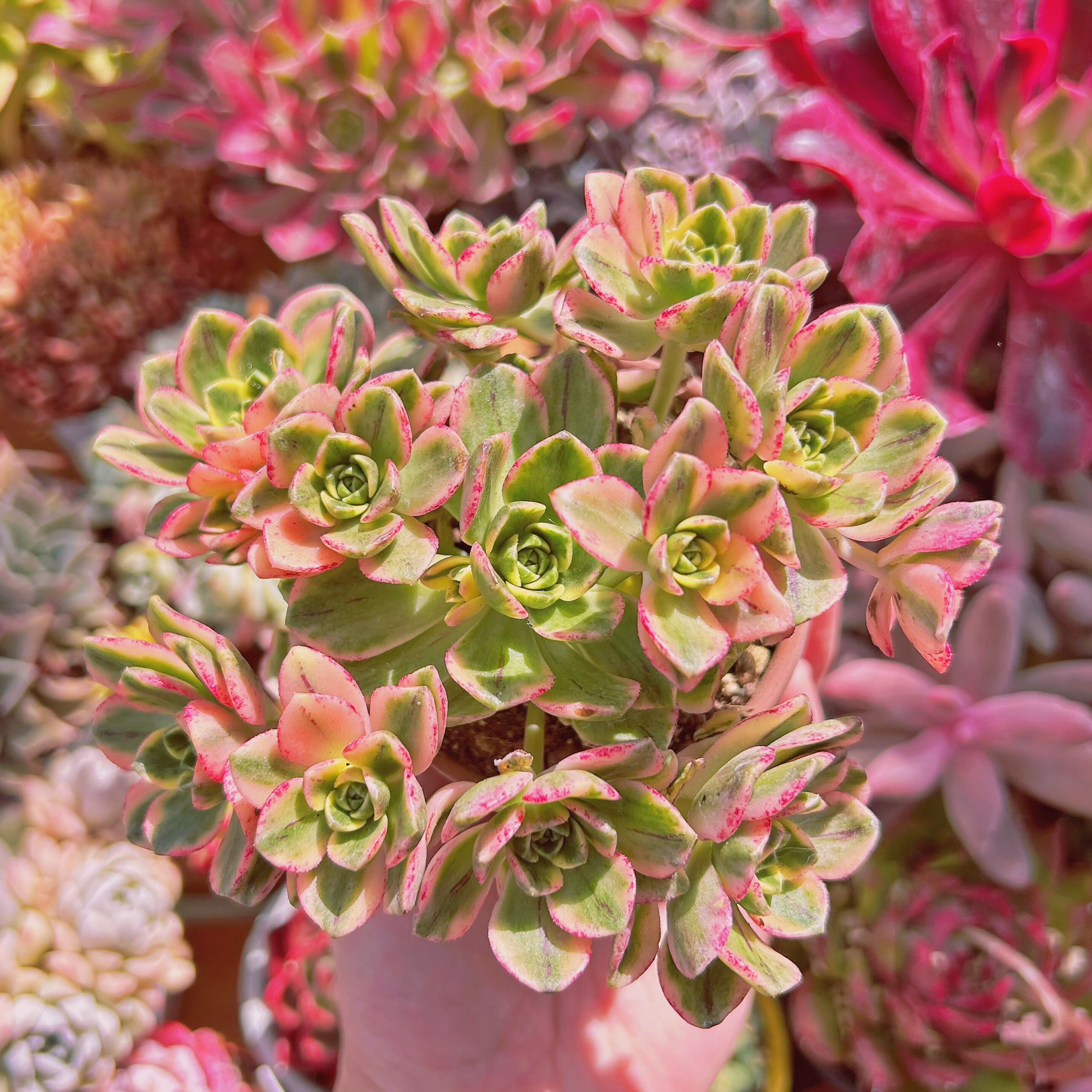 多肉植物　sweet tea　7頭以上　特大