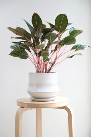 【M】【希少】アグラオネマ モンコンファイ/Aglaonema