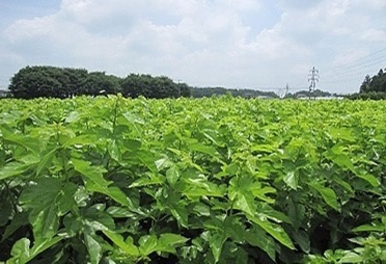 パステル　桑の実フルーツソース6個セット・画像2