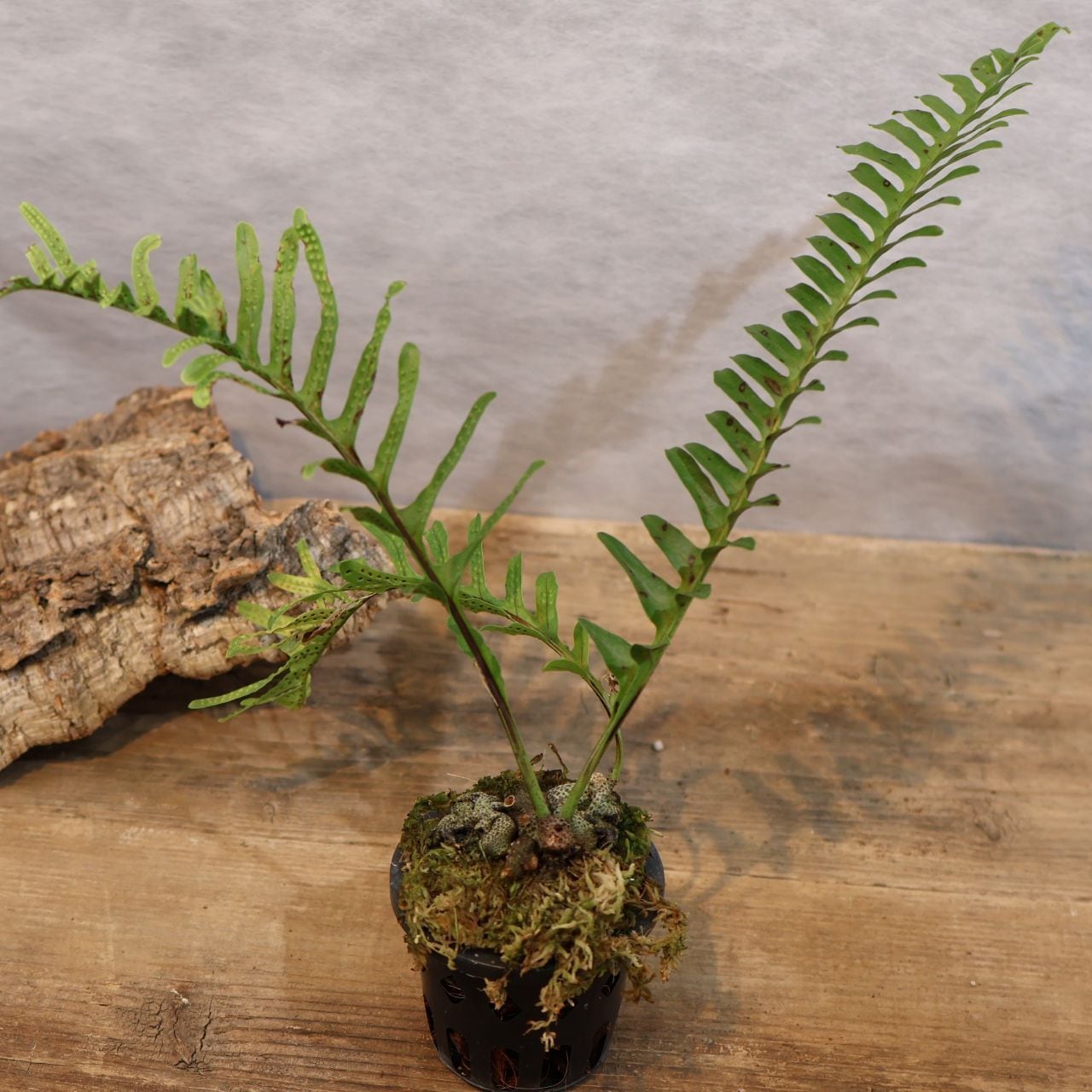 306 アリ植物×シダ植物『レカノプテリス ロマリオイデス Lecanopteris