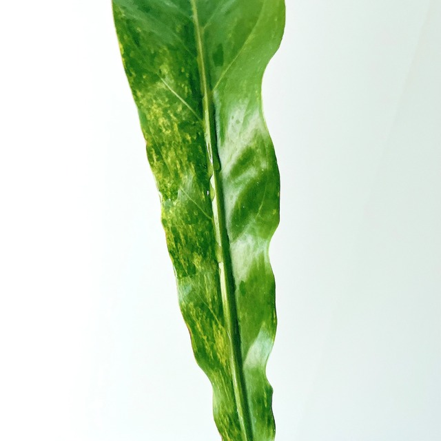 アンスリウム フーケリー 斑入り 観葉植物 calm cafe