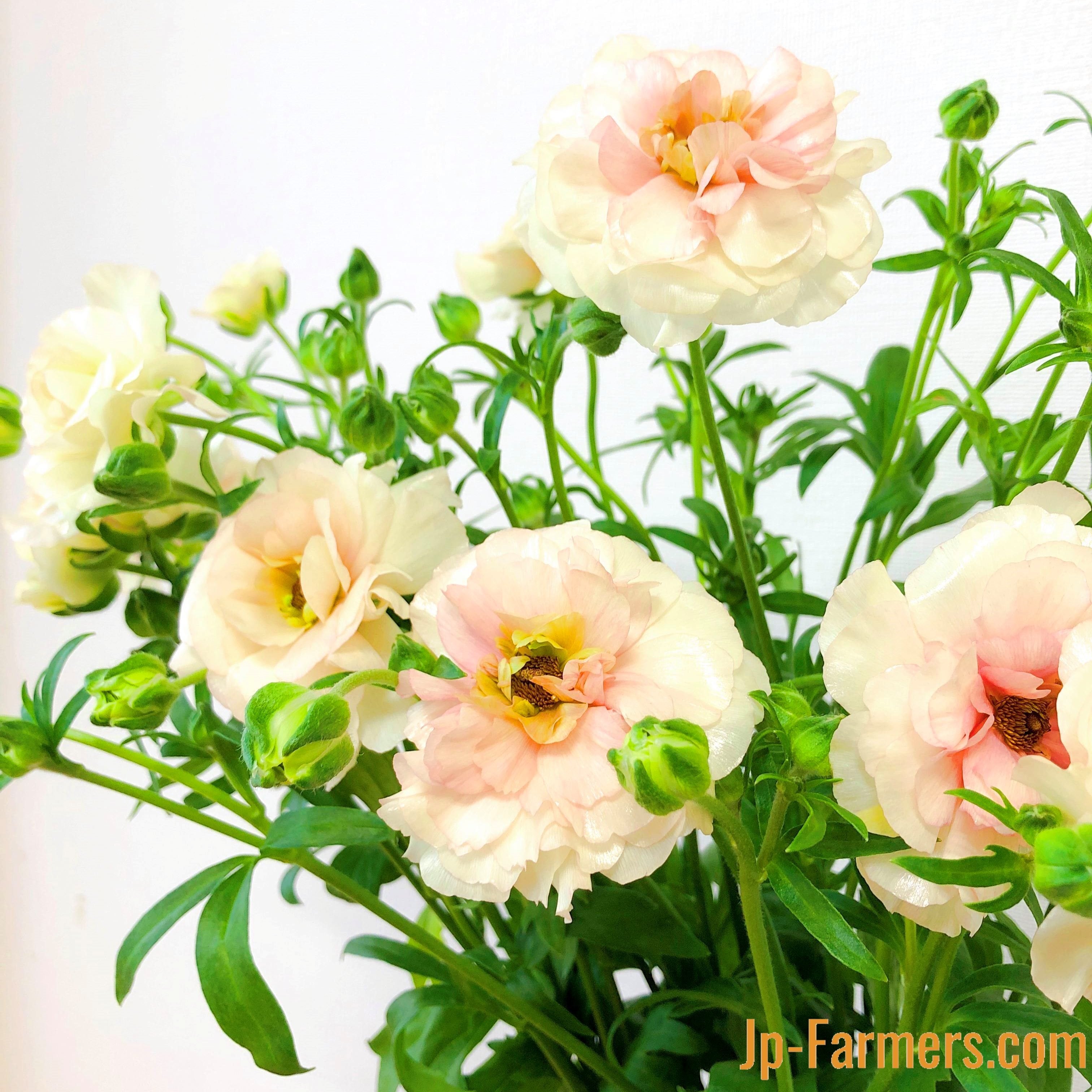 ラナンキュラス 『ラックス アリアドネ』10本 | 新鮮お花問屋 Jp