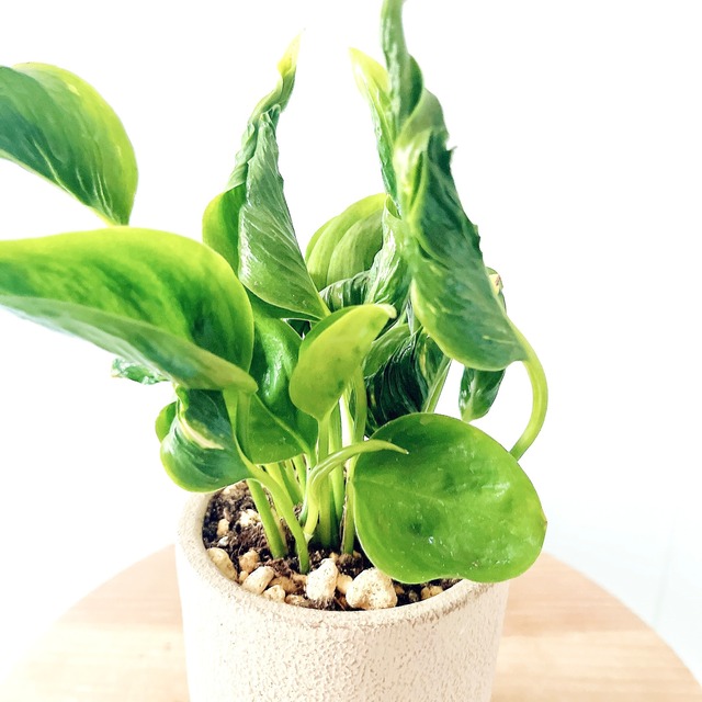 ◎現品発送 ポトス・テルノ シャングリラ｜陶器鉢仕立て・2.5号鉢｜希少種