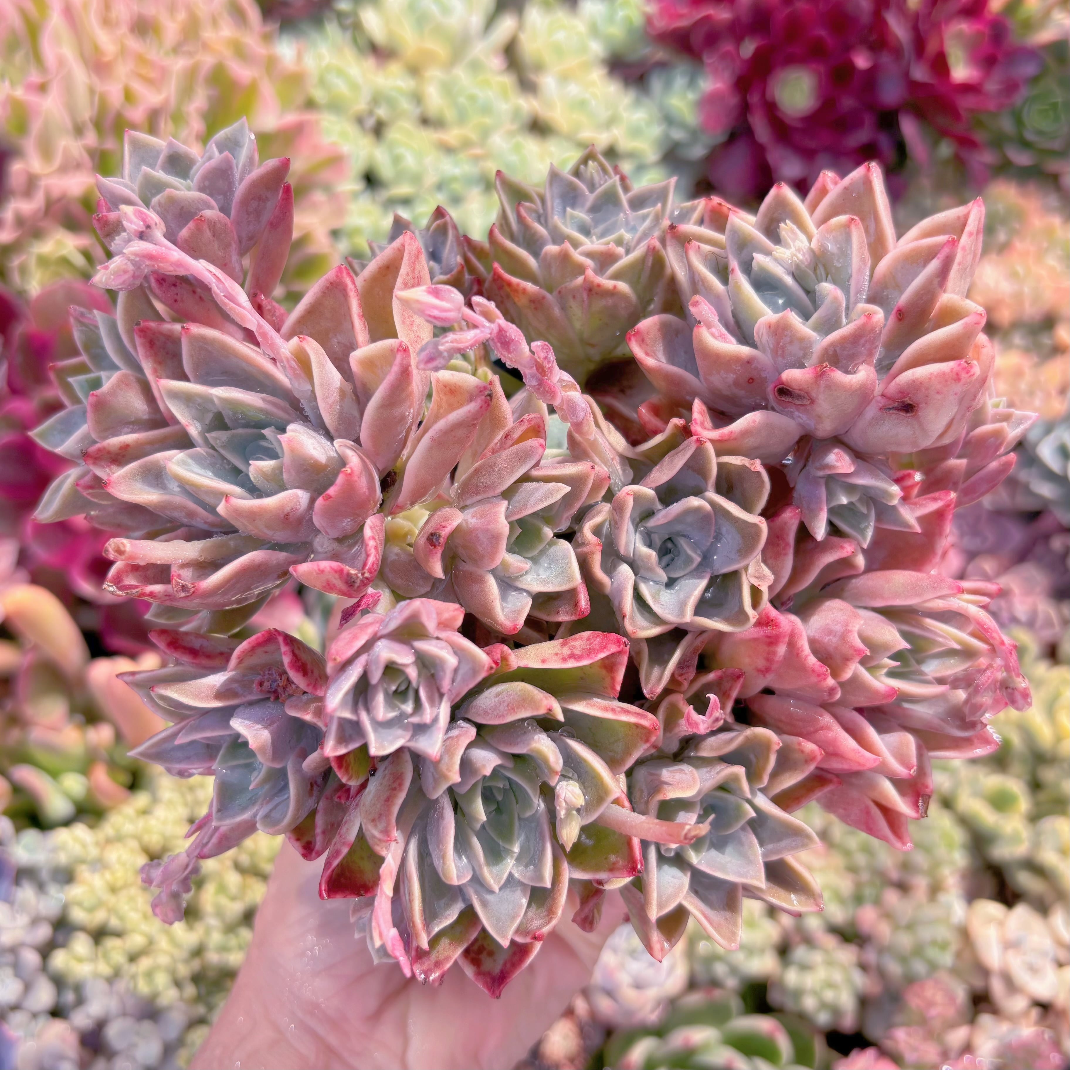 現品　ラブリーローズx白牡丹#609　特大　るる農園