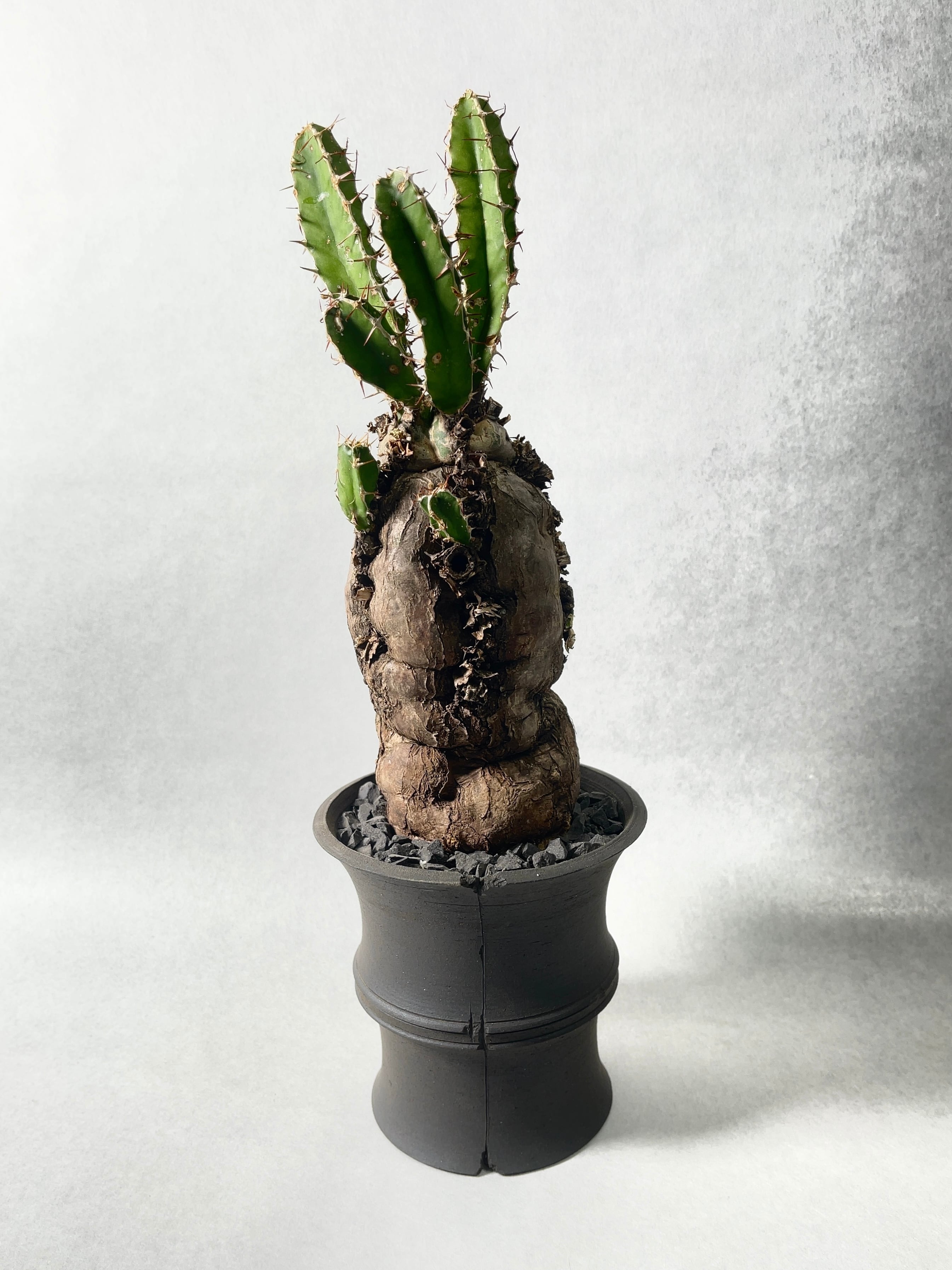 ユーフォルビア・ムランジーナ | trigger