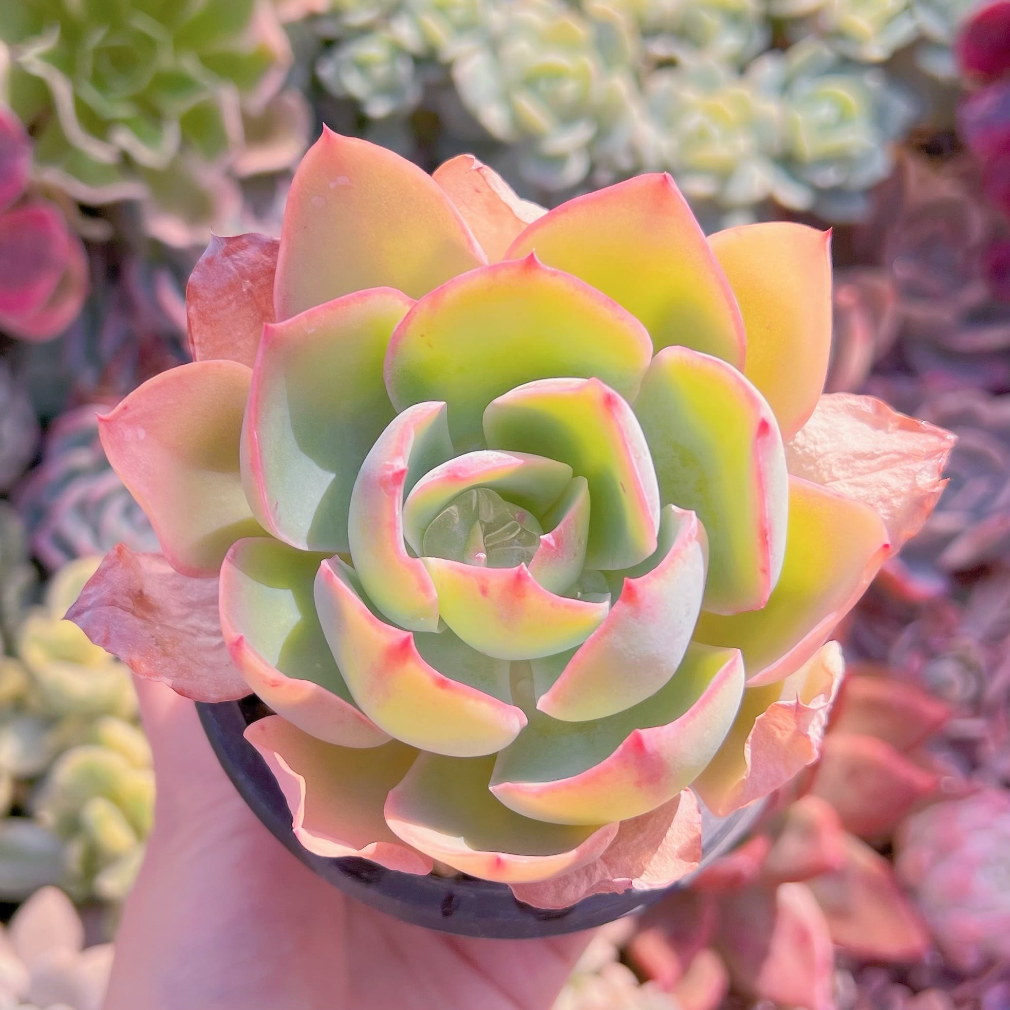 現物　ネオンライト#042　るる農園