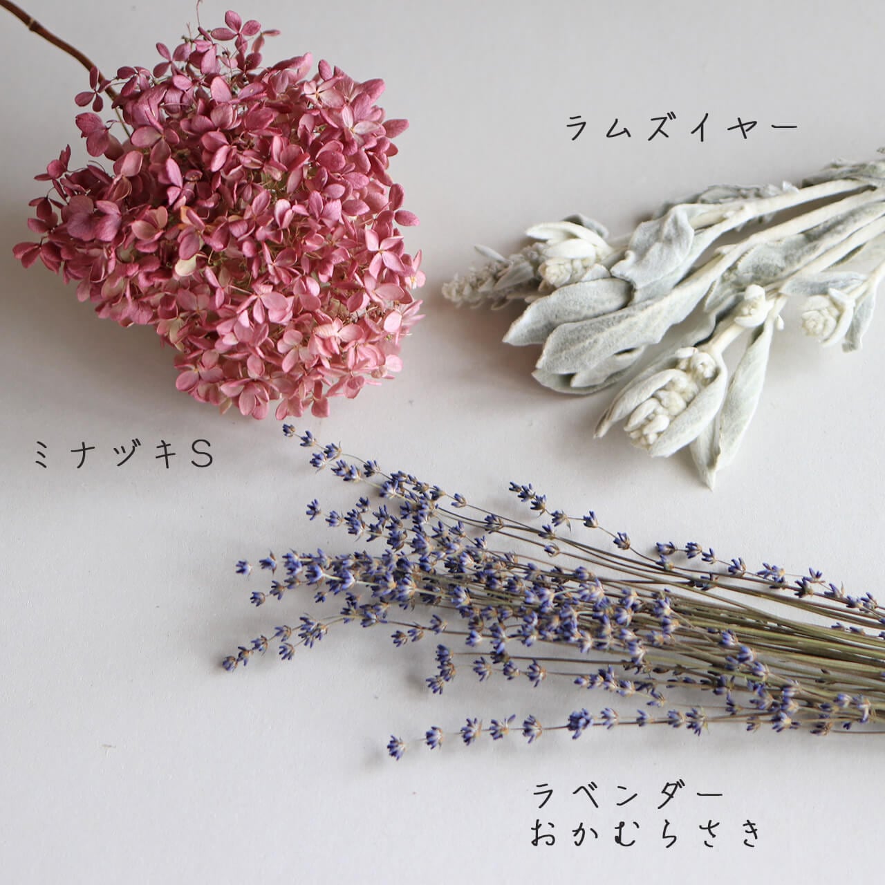 ラムズイヤー ( ワタチョロギ )/ 北海道産 ドライフラワー 花材