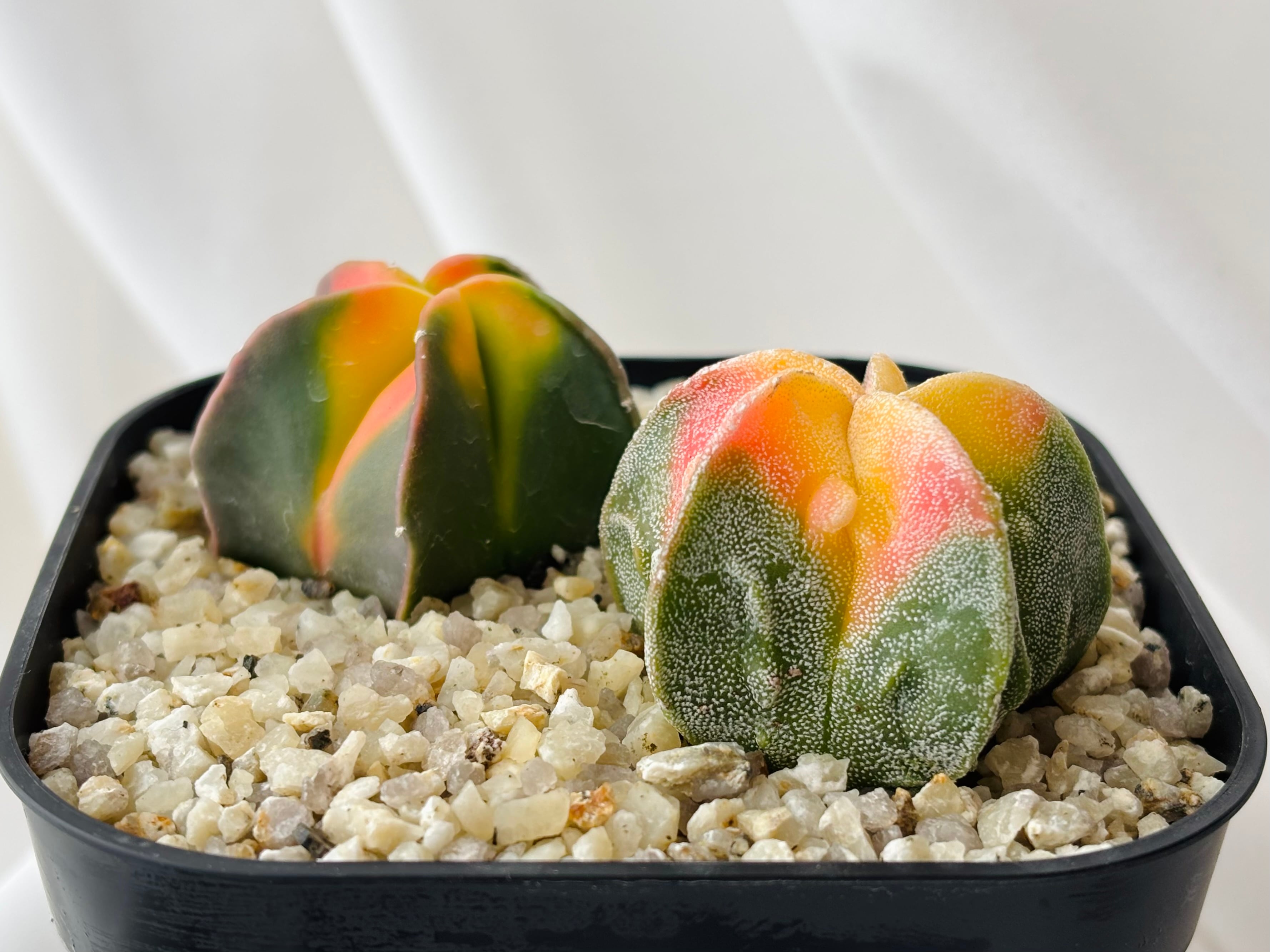 Astrophytum myriostigma アストロフィツム 紅葉ヘキラン 紅葉碧瑠璃
