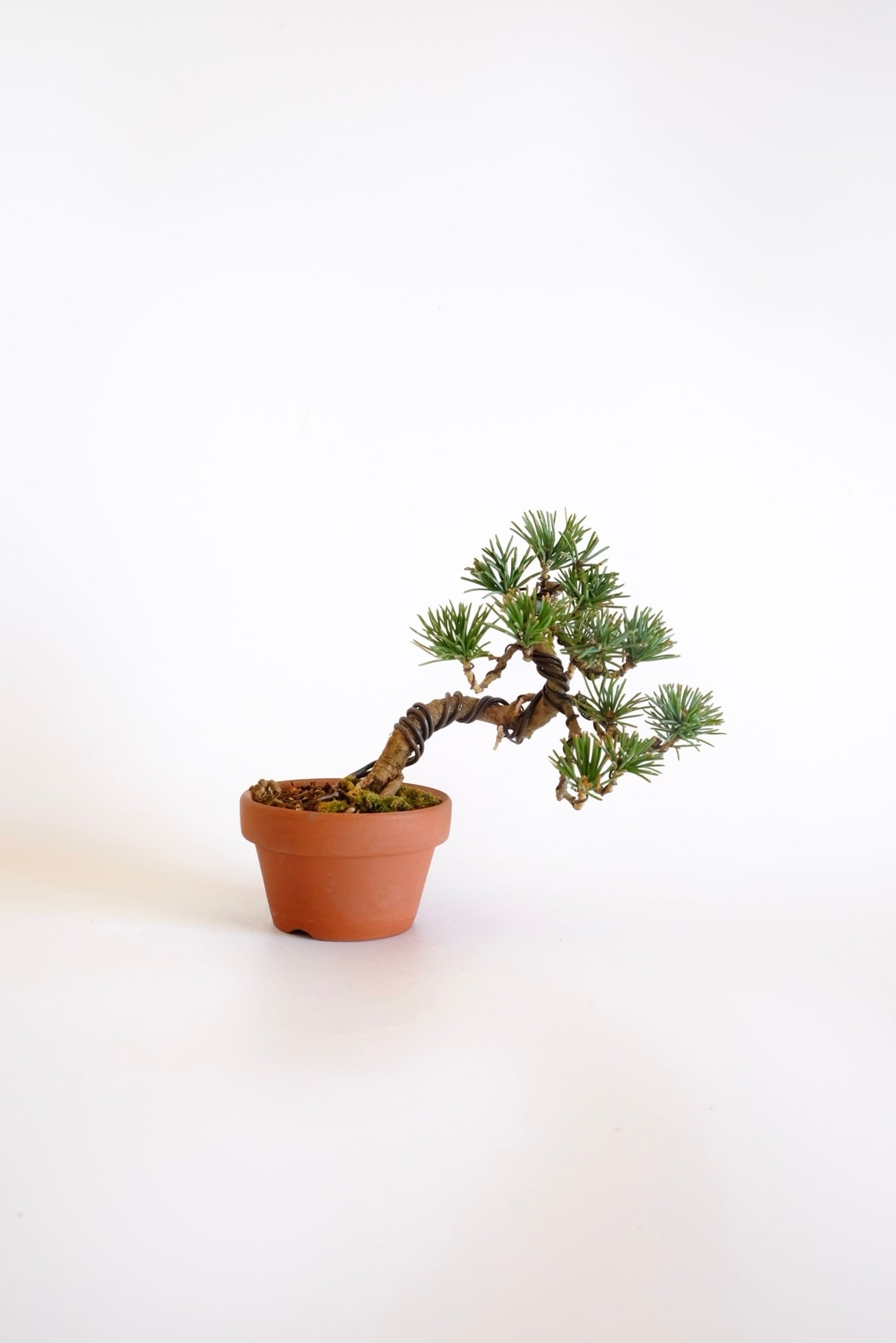 松柏類 coniferous trees | BONSAI CLUB TOKYO