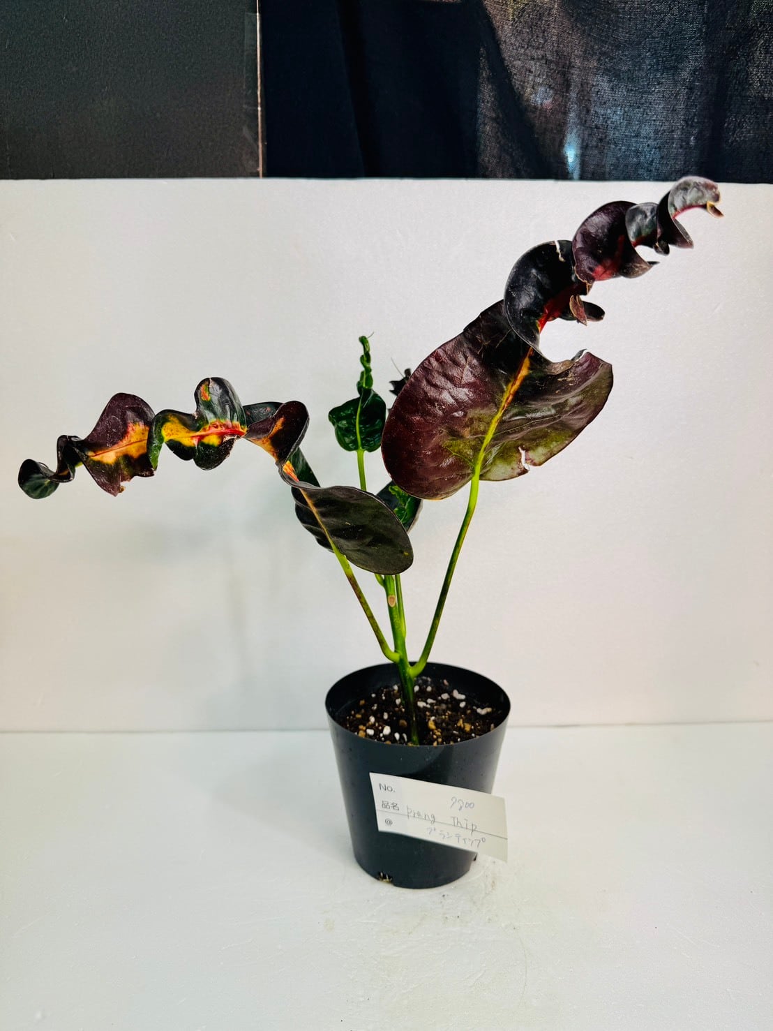 クロトン Prang Thip 4号 | 観葉植物と雑貨のお店 VIVAGREEN