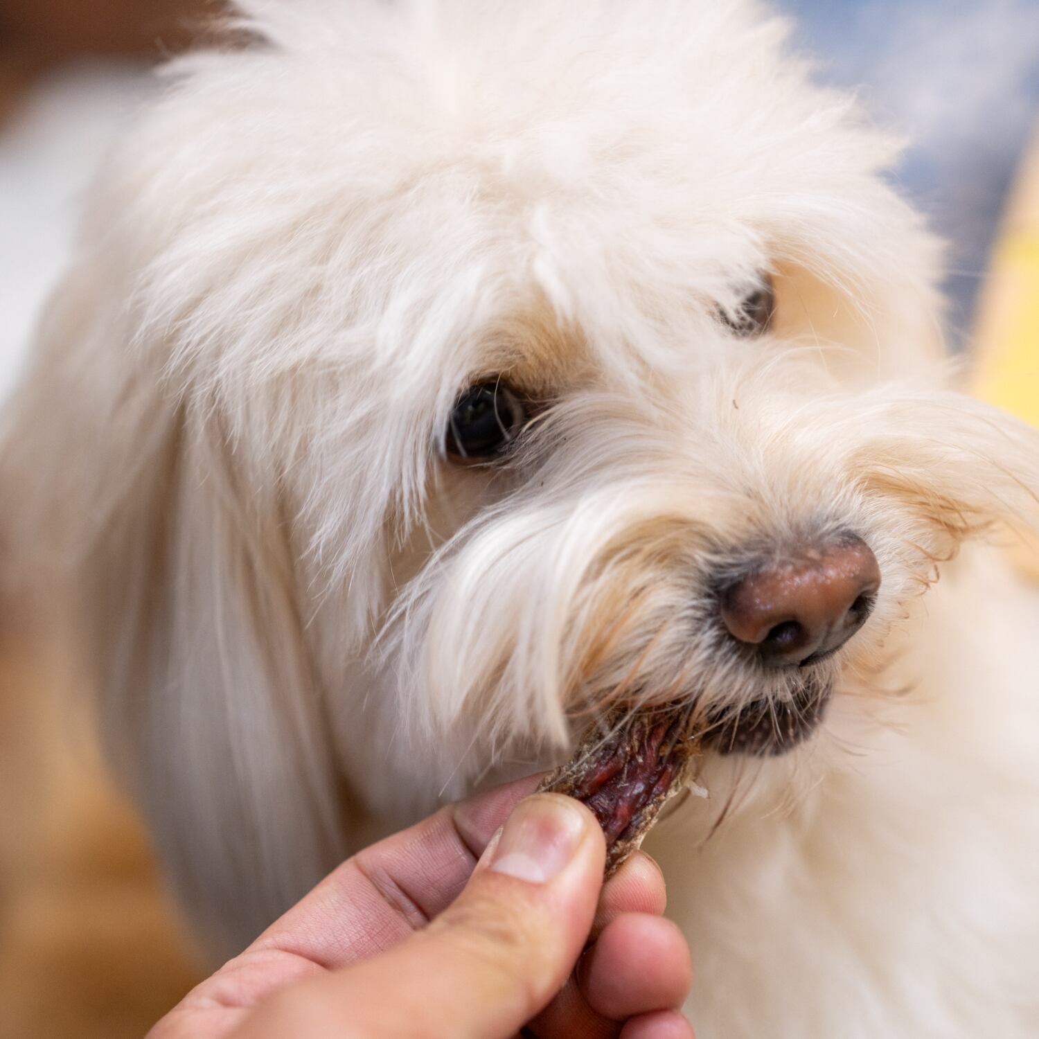 週20個限定／国産無添加】最上鴨の鴨ささみジャーキー（犬・猫用おやつ