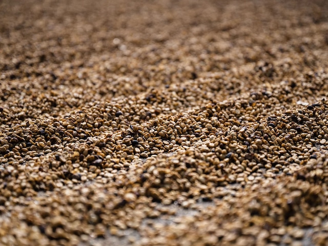 中国 雲南 源一原農園 イーストファーメンテーション ハニープロセス