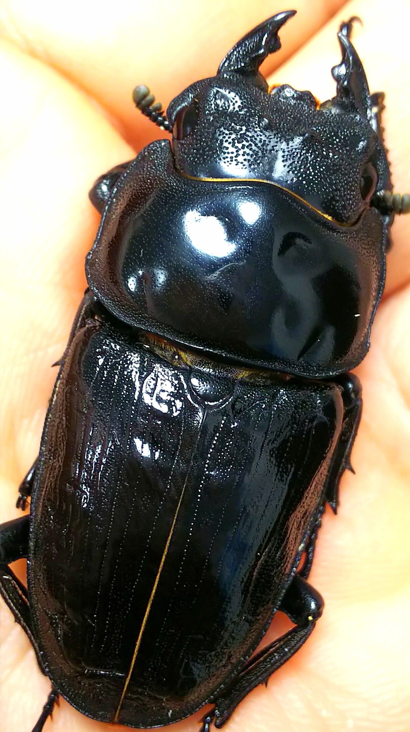 極太阿古谷ペア　75ミリ　顎幅7.1ミリ 極太阿古谷ペア 75ミリ 顎幅7.1ミリ