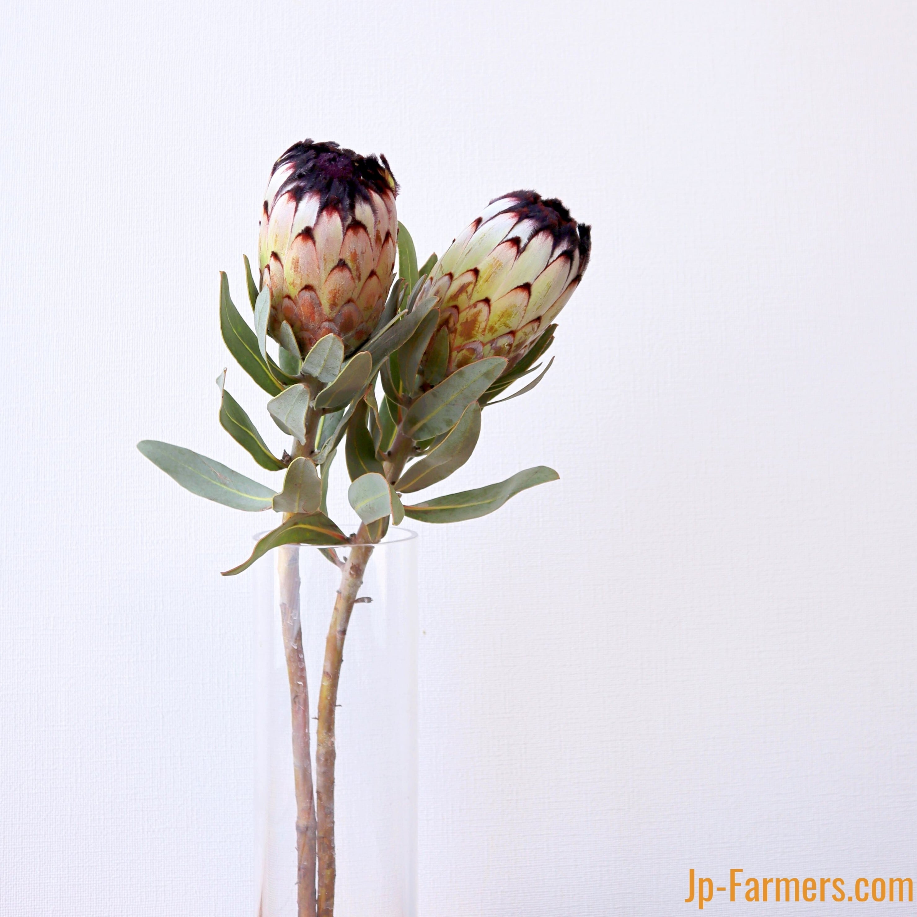 フラワーリー＊ 特大 玄関リース プロテア ネイティブフラワー