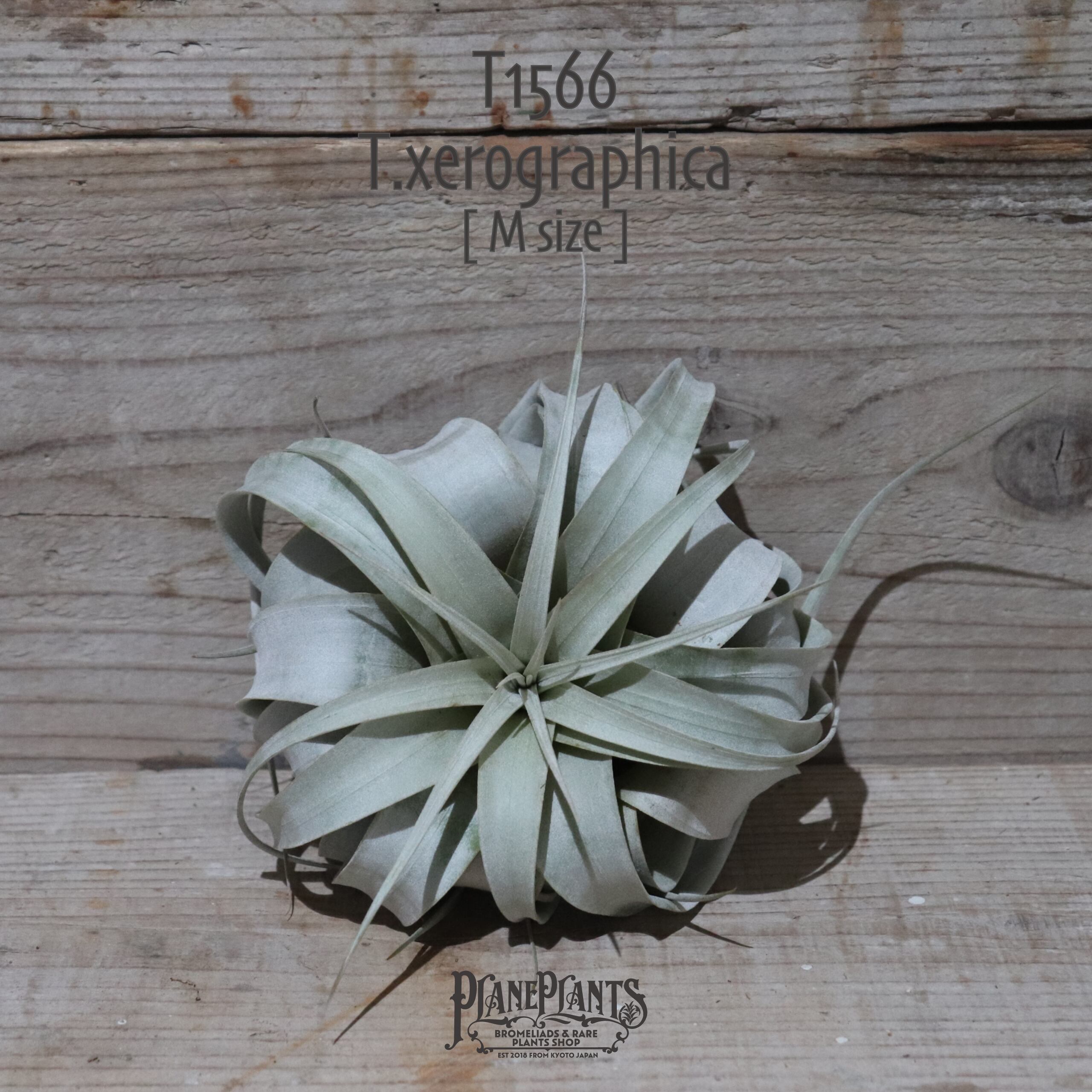 【送料無料】キセログラフィカ M〔エアプランツ〕現品発送T1566