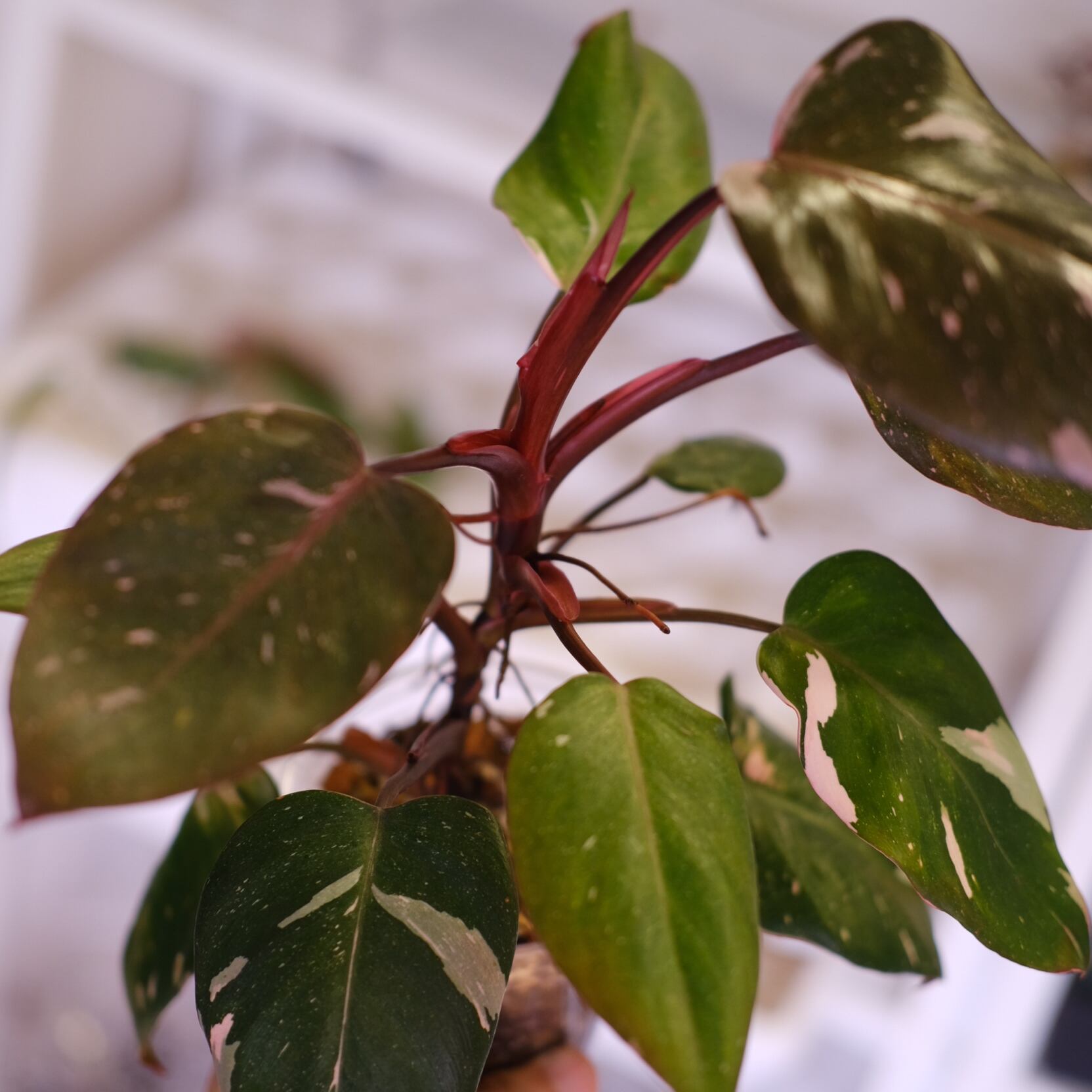 くま【美株】【ギャラクシー希少】フィロデンドロン ピンク プリンセス