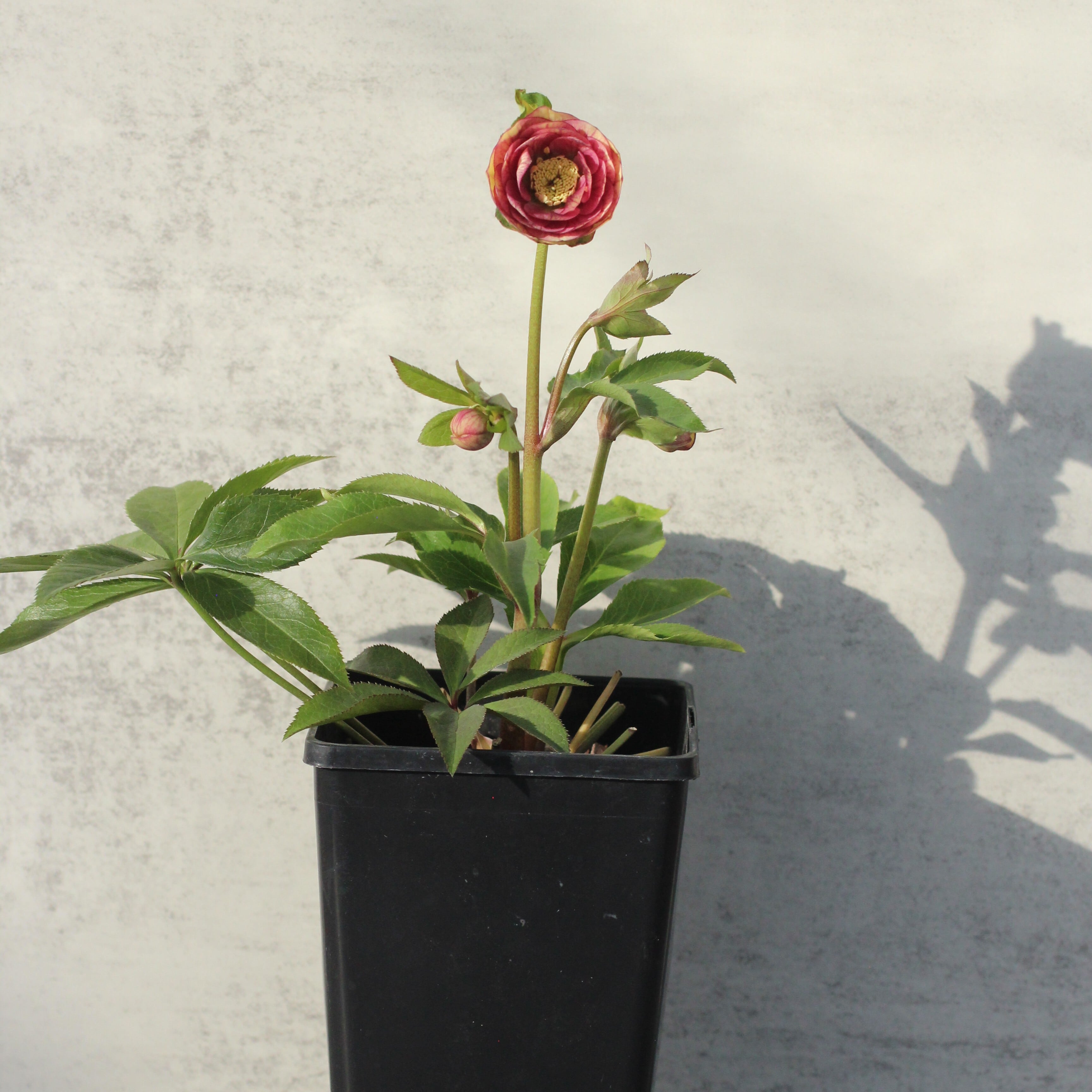 WS26-082 クリスマスローズ ウィンターシンフォニー イエロークレオン