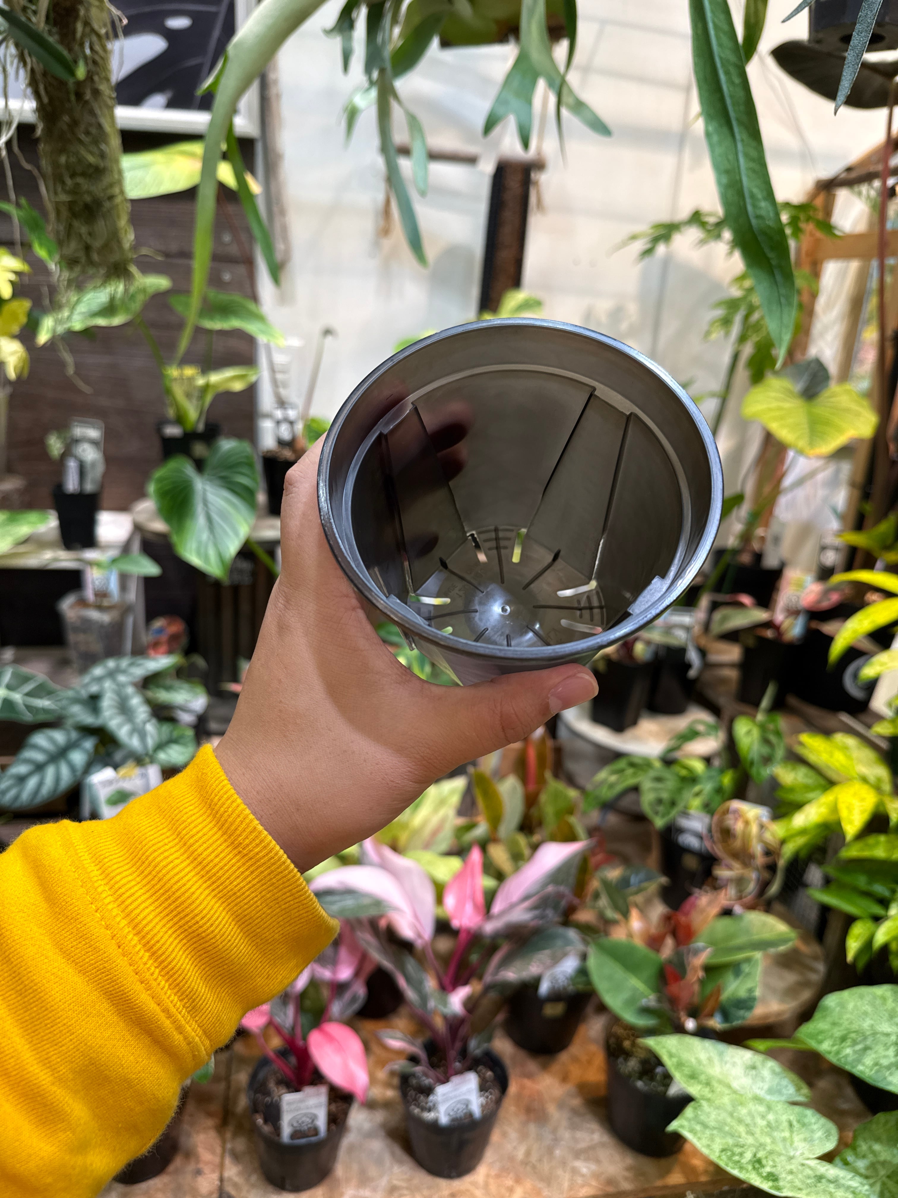 4号］3個セットCBK-PoT クリアブラック | Gardenえん 【観葉熱帯植物】