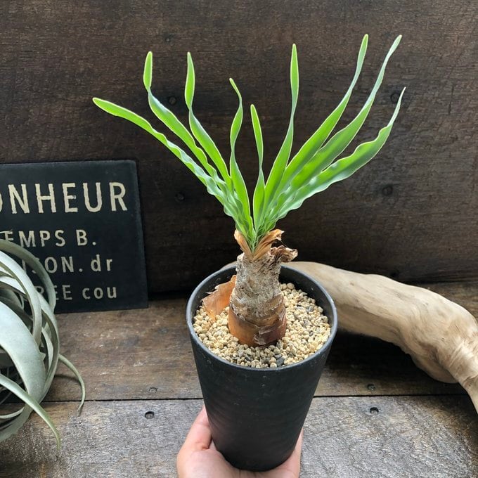 ブーファン・ディスティチャ】希少植物 個性的 塊根部分植物 | 植物の