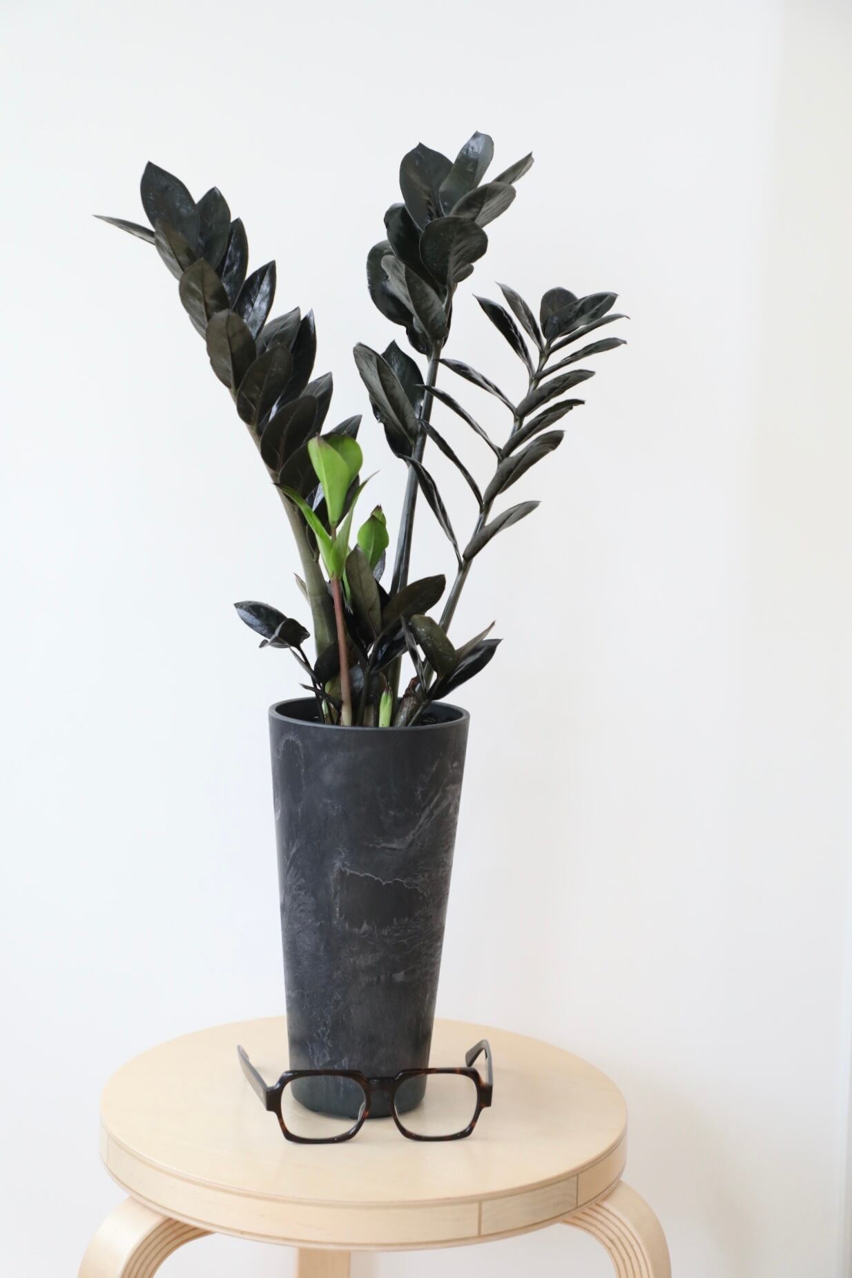 M】ザミオクルカス レイヴン/Zamioculcas zamifolia Raven ※アート