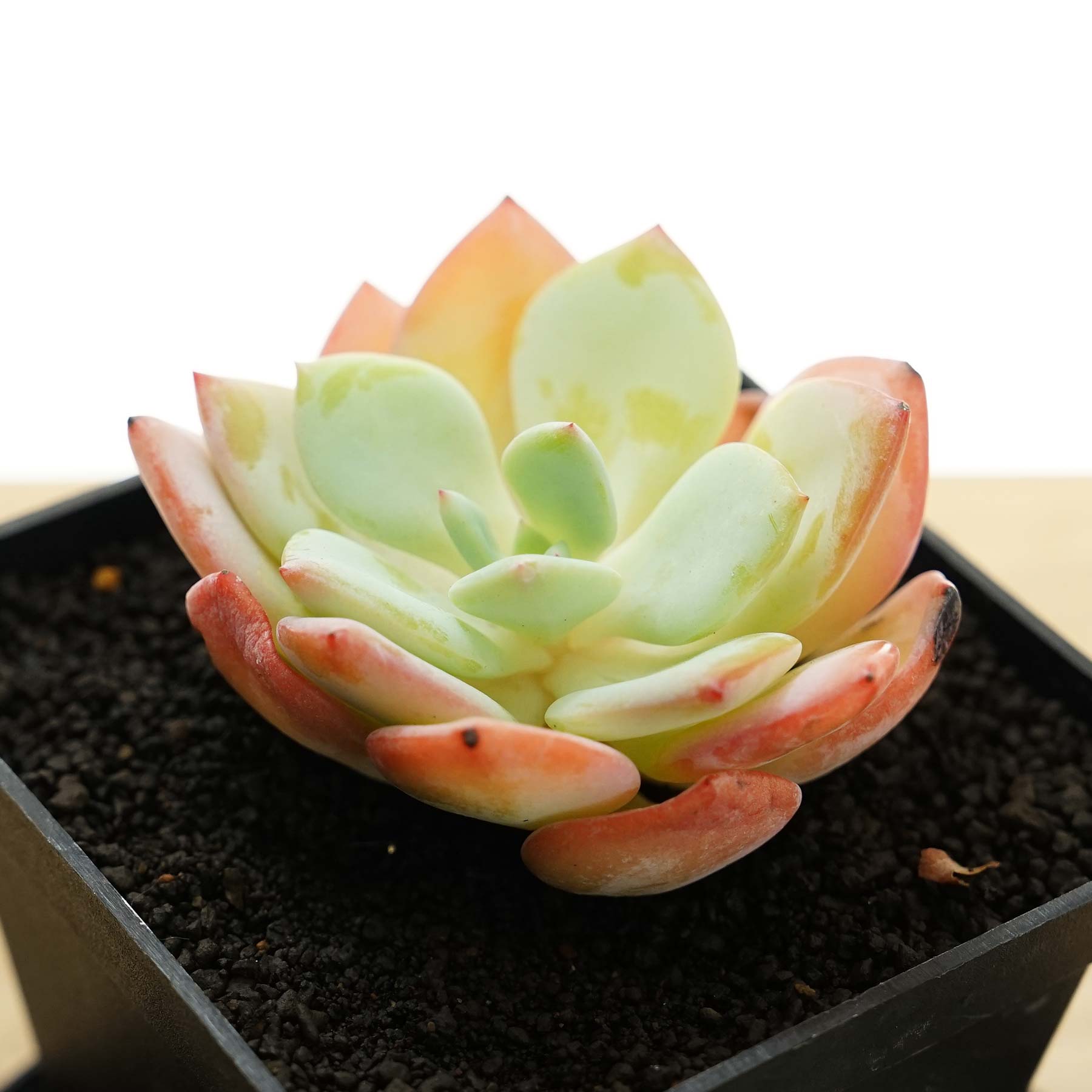 斑入り エケベリア 桃太郎錦 鉢ごと発送 サボテン 多肉植物 斑入り エケベリア 桃太郎錦 鉢ごと発送 サボテン 多肉植物