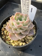 【現物商品】サンチェスメヨラダエ ①